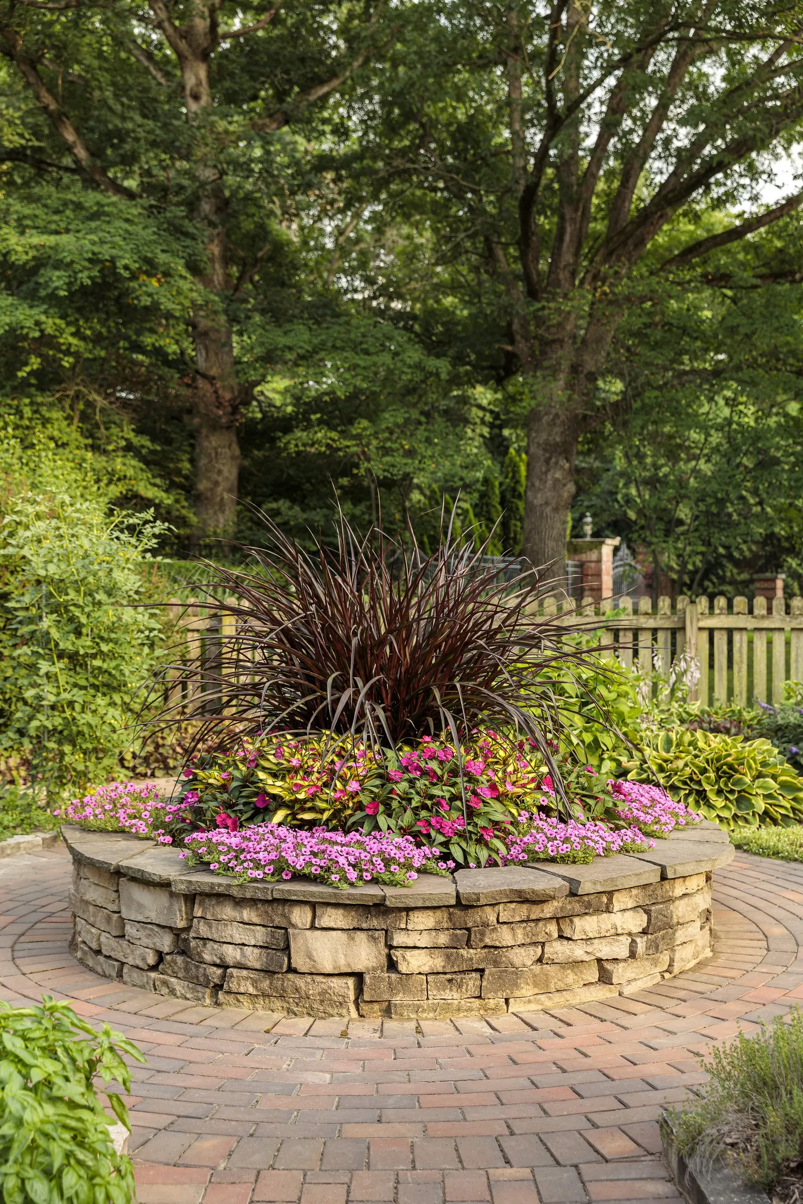Hot Pink Petunia — abundant flowers over fresh green foliage; mounding-trailing annual that brings saturated color and effortless movement to warm-season