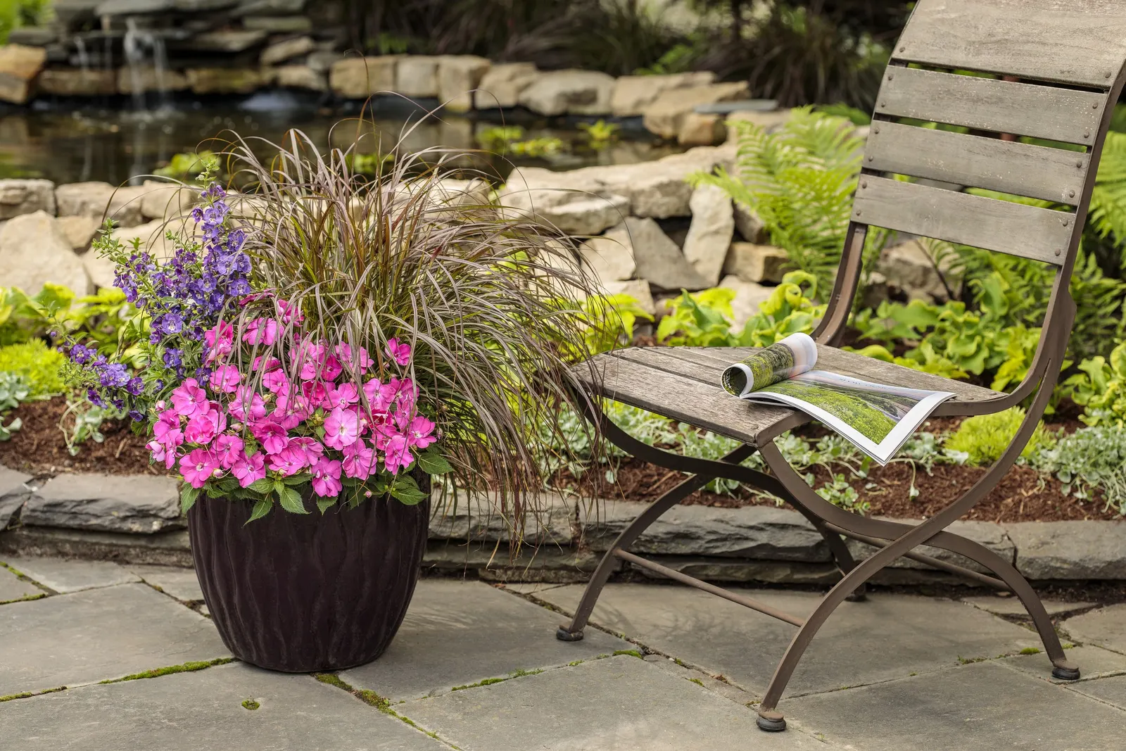 Blue III Angelonia — and average water; it tolerates heat
