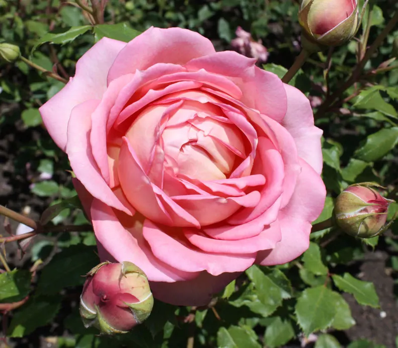 Pink Carpet Rose (Rosa Flower Carpet Pink) — This low-maintenance variety offers impressive disease resistance and thrives in full sun