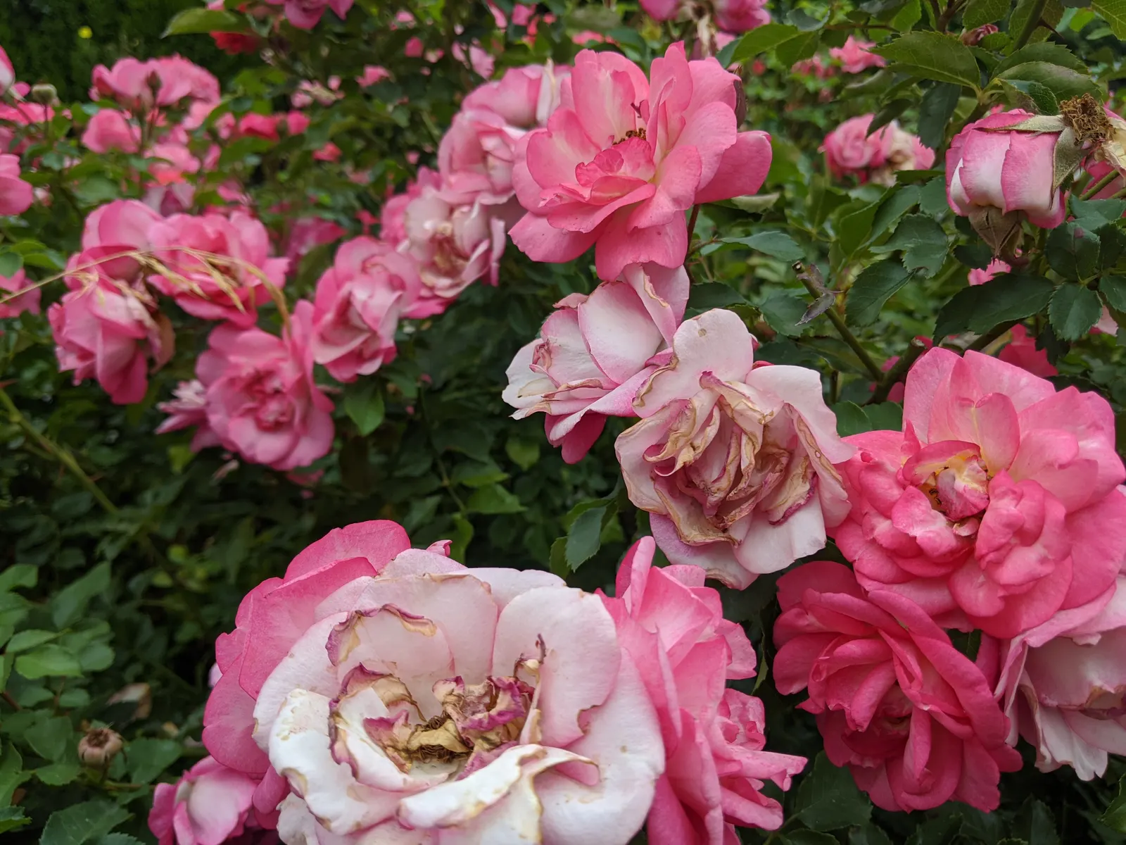 Pink Carpet Rose (Rosa Flower Carpet Pink) — providing dense foliage and continuous flowering from late spring to frost