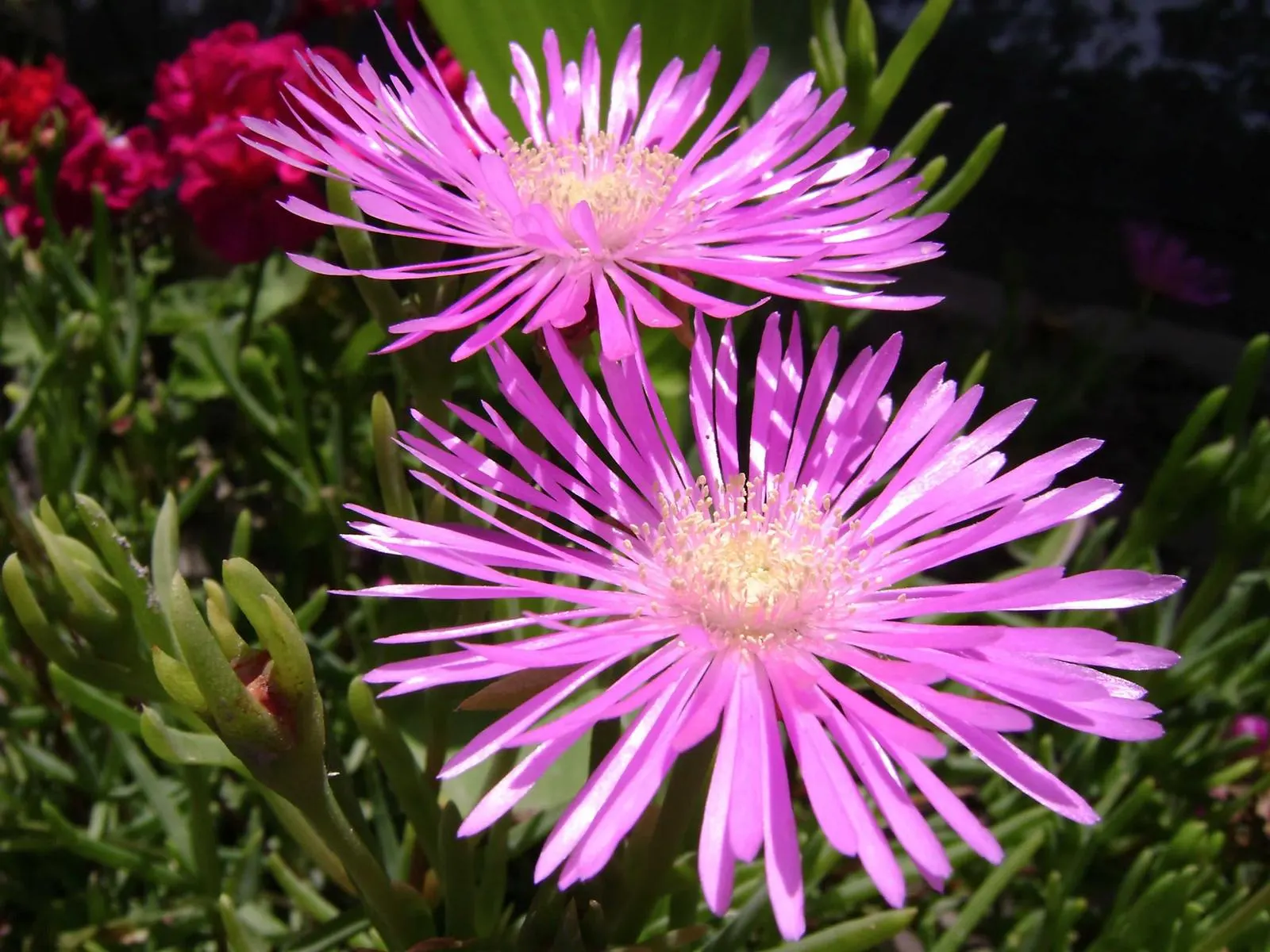 Pink Carpet Rose (Rosa Flower Carpet Pink) — It reaches up to 2.5 feet in height and spans 3 feet wide