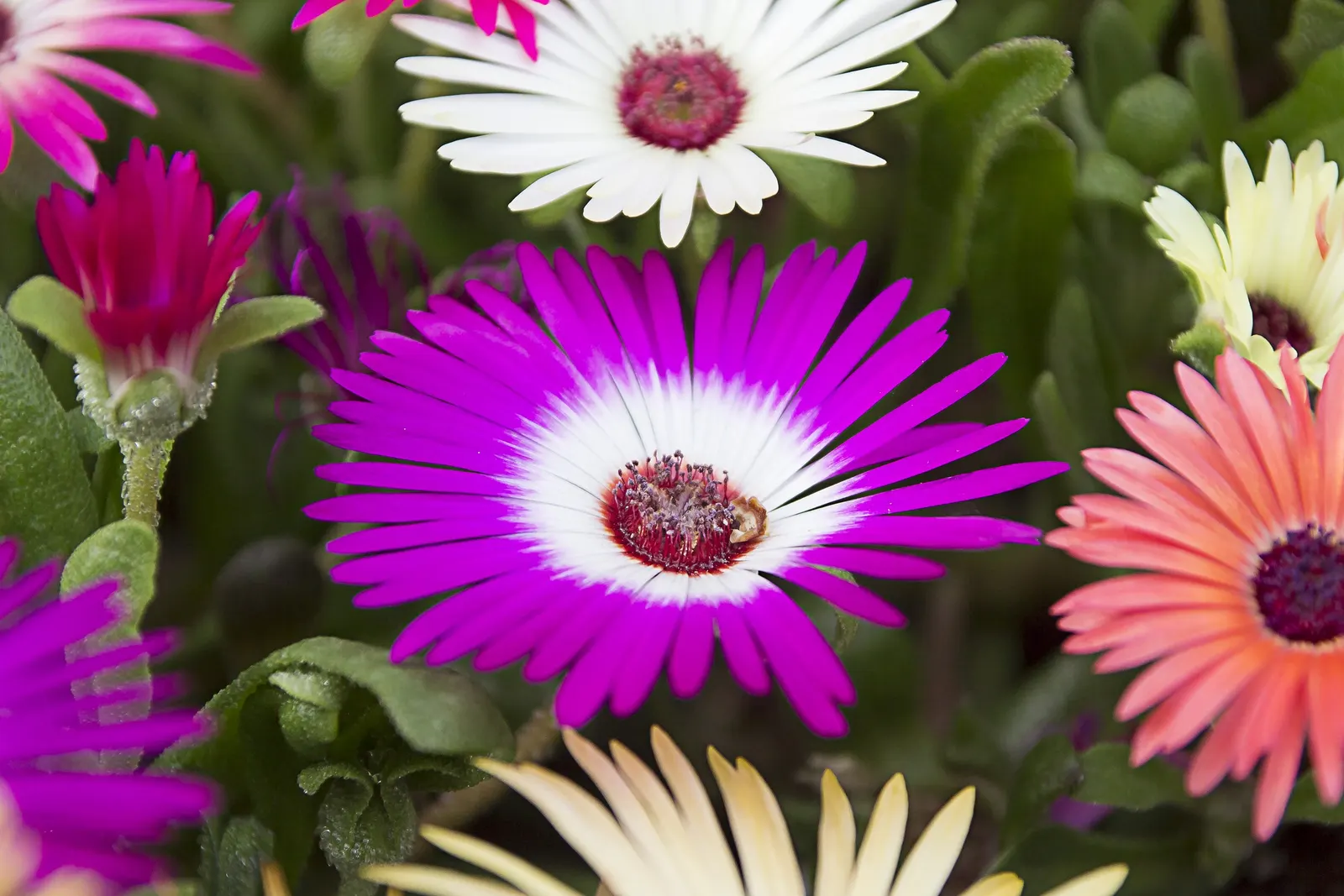 Pink Carpet Rose (Rosa Flower Carpet Pink) — Ideal for mass plantings and borders, it adds color and texture to any landscape