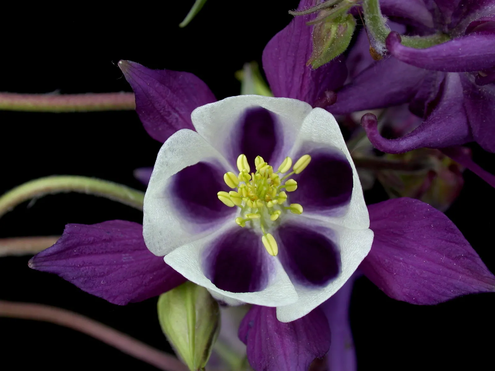 Common Columbine, European Columbin (Aquilegia Vulgaris) — well-drained soil and thrives in full sun to partial shade