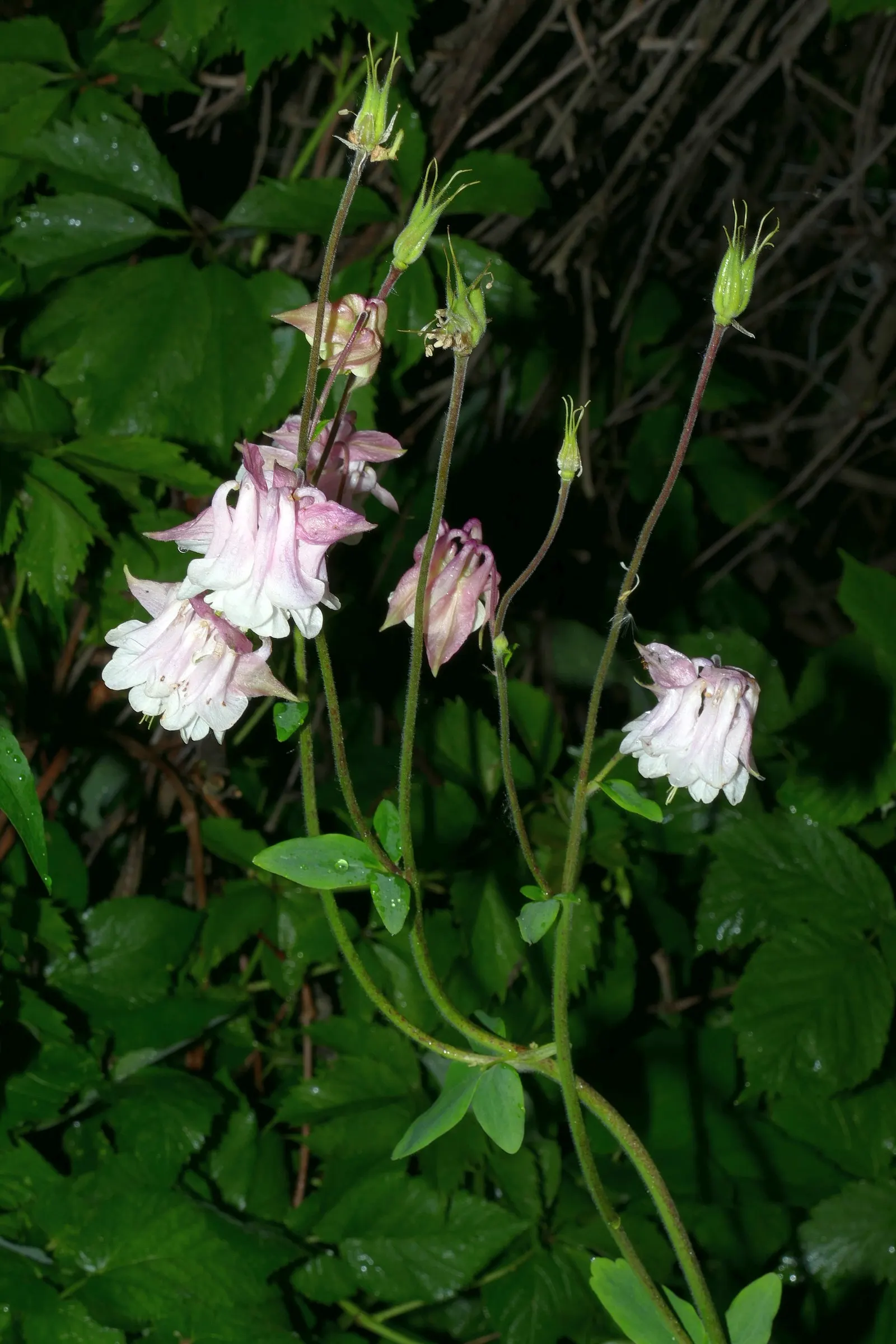 Common Columbine, European Columbin (Aquilegia Vulgaris) — Aquilegia vulgaris prefers moderately fertile
