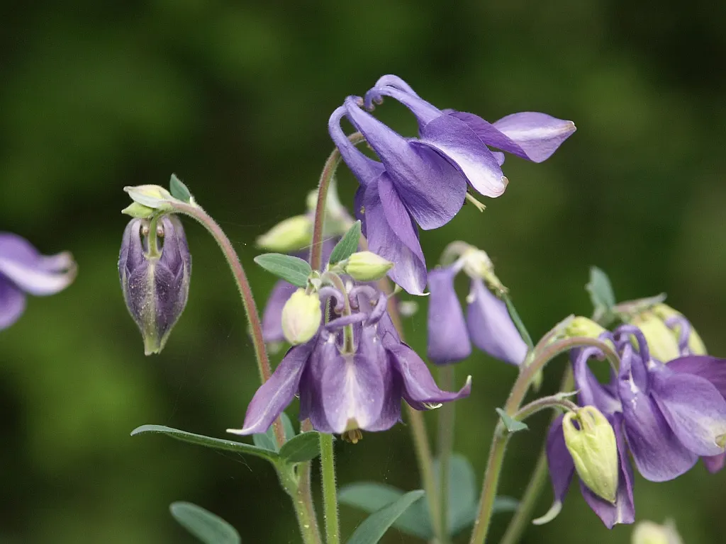 Common Columbine, European Columbin (Aquilegia Vulgaris) — and offers an enchanting backdrop for lower-growing ground covers