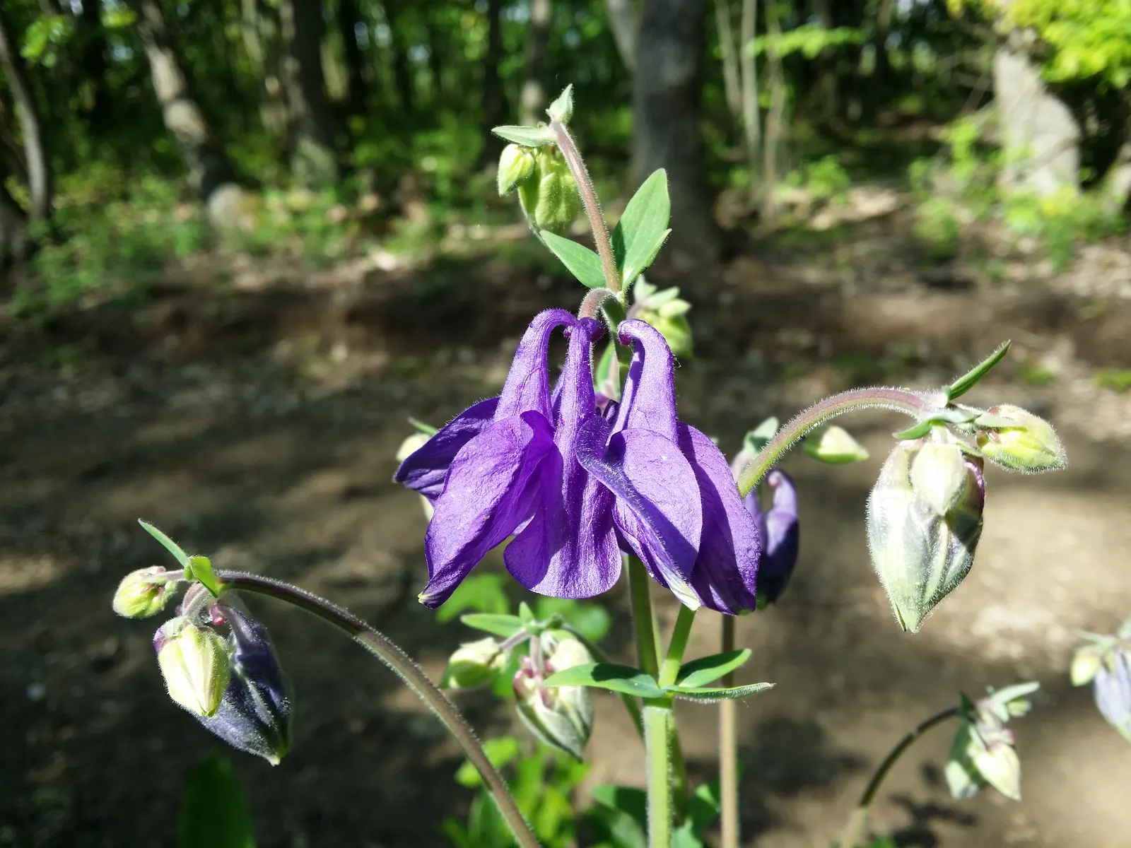 Common Columbine, European Columbin (Aquilegia Vulgaris) — blue flowers in the garden