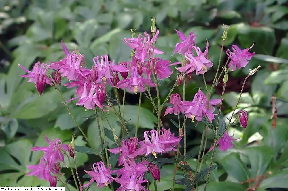 Common Columbine, European Columbin (Aquilegia Vulgaris) — perennial for full or half