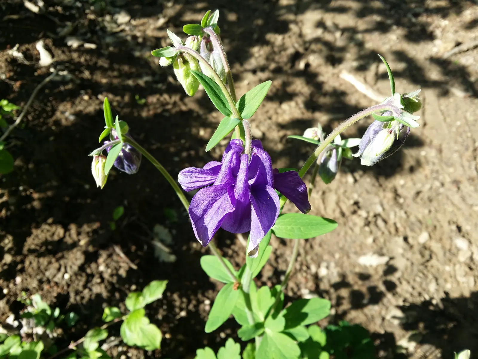 Common Columbine, European Columbin (Aquilegia Vulgaris) — ensuring proper drainage will optimize plant health and blooming performance