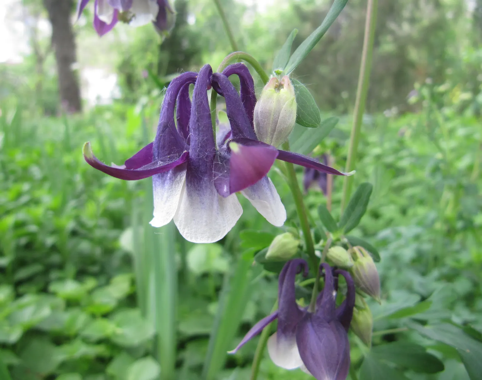 Common Columbine, European Columbin (Aquilegia Vulgaris) — commonly known as Common Columbine or European Columbine
