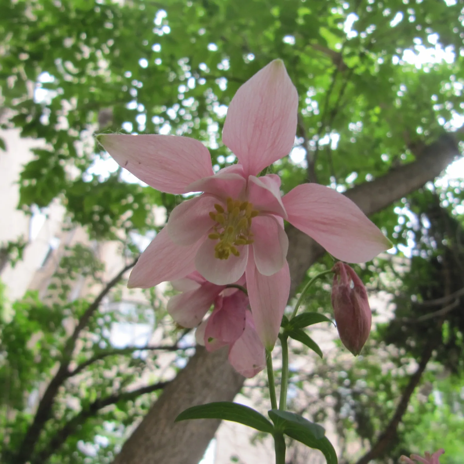 Common Columbine, European Columbin (Aquilegia Vulgaris) — this plant typically reaches a mature height of 1.5 to 2.5 feet and spreads out 1 to 1.5 feet