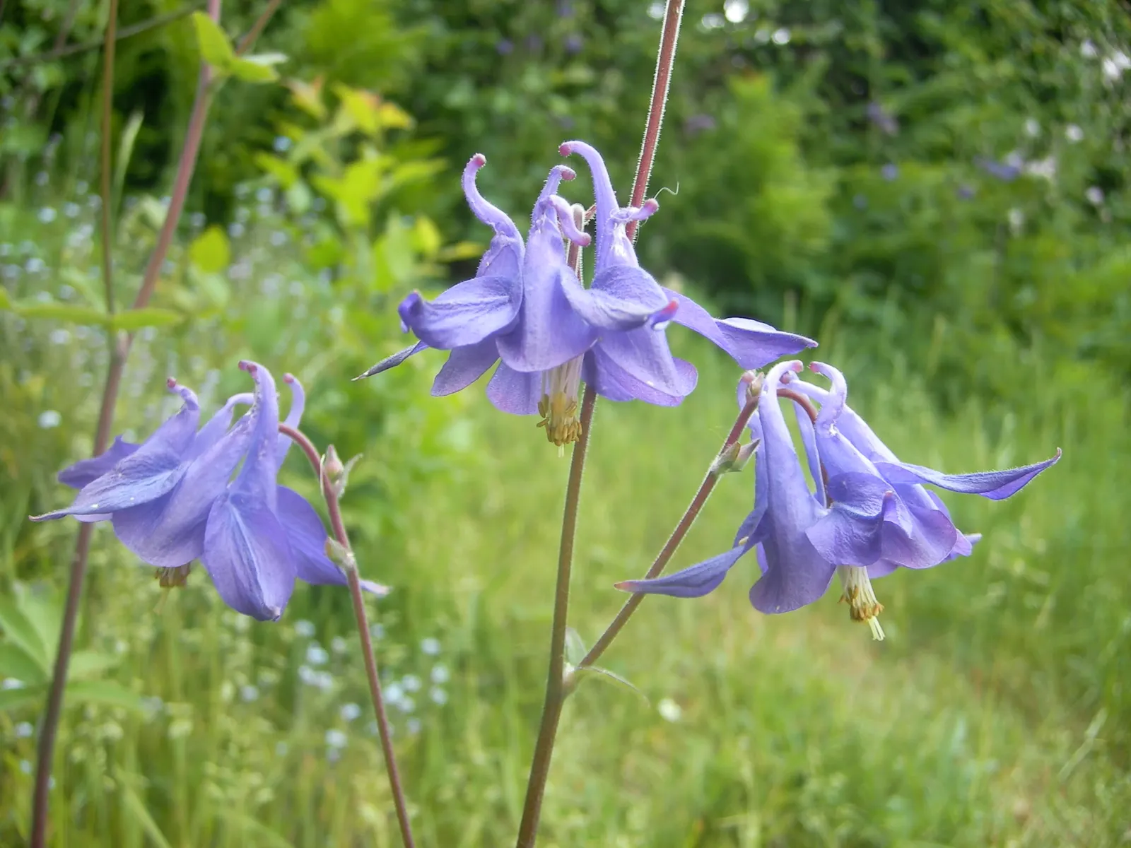 Common Columbine, European Columbin (Aquilegia Vulgaris) — Blooms appear in late spring to early summer, attracting pollinators; which can be harnessed for