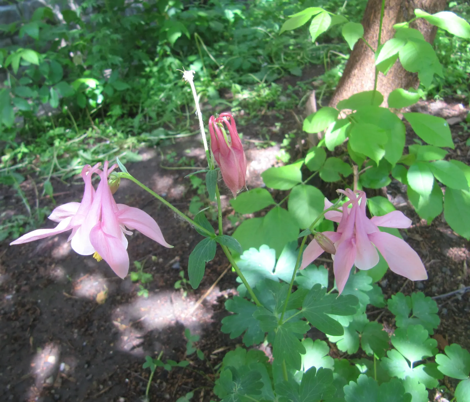 Common Columbine, European Columbin (Aquilegia Vulgaris) — Minimal maintenance required