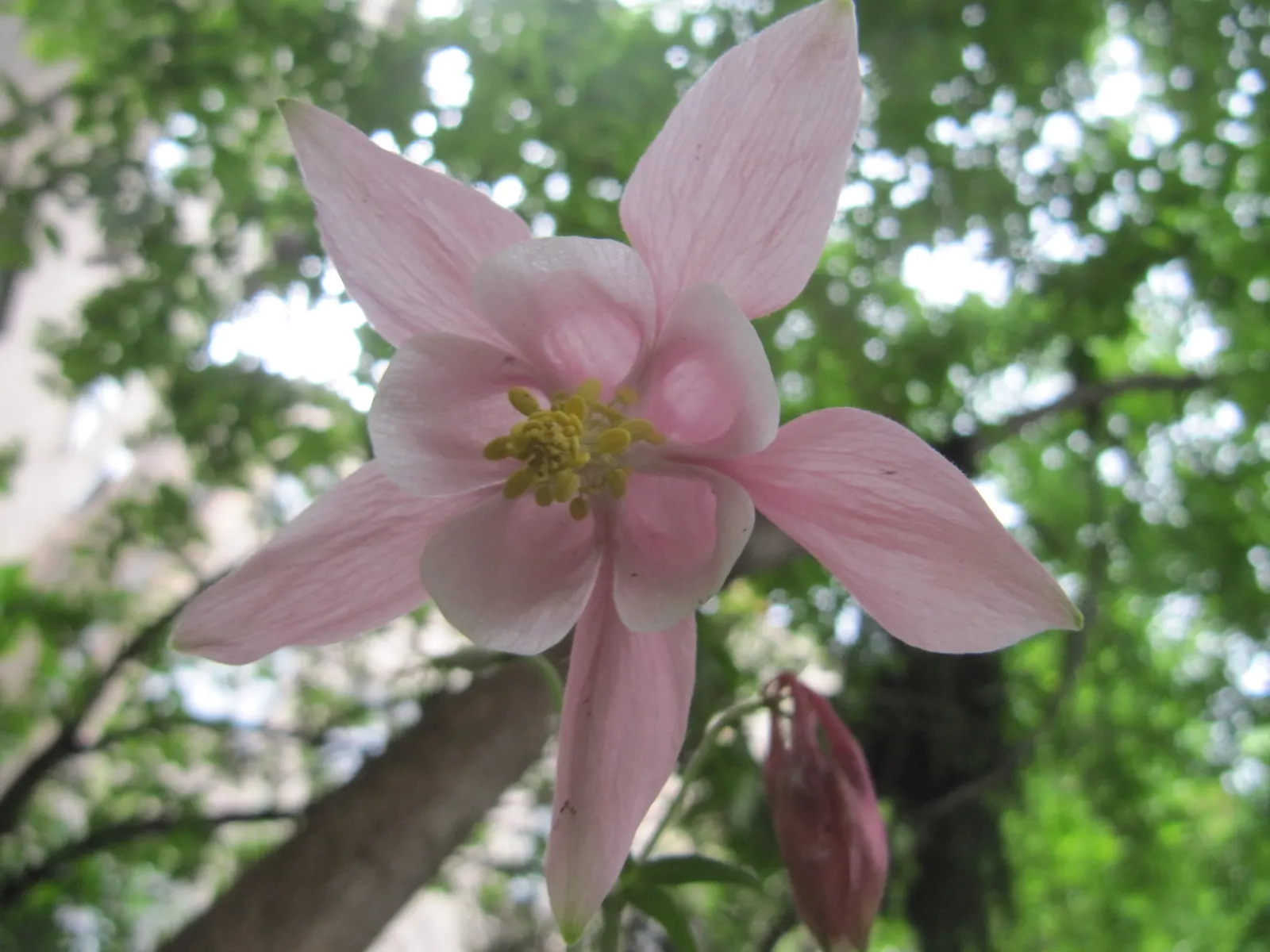 Common Columbine, European Columbin (Aquilegia Vulgaris) — Ideal in partial shade, they reach 1.5-3 feet tall and spread up to 1.5 feet
