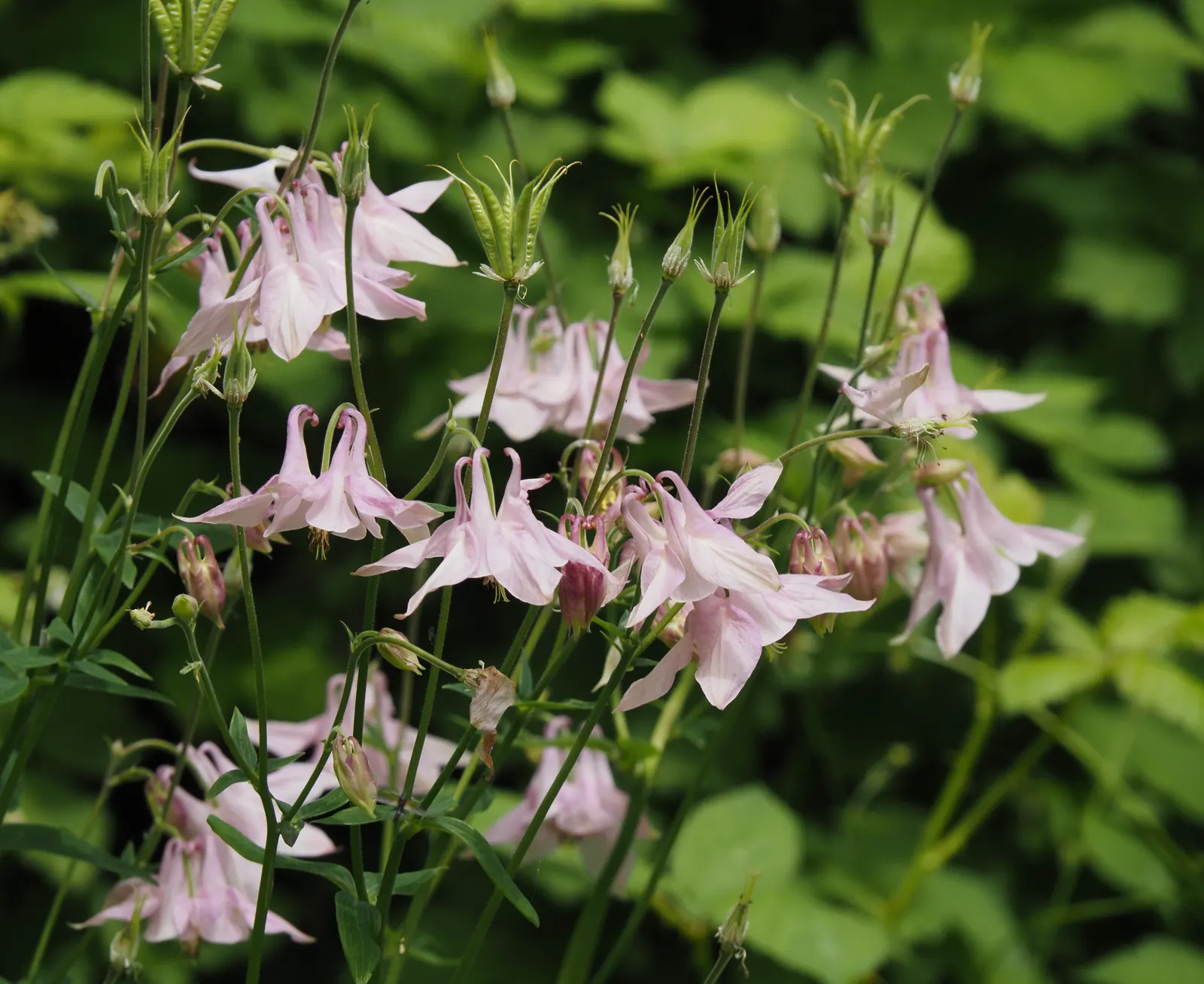 Common Columbine, European Columbin (Aquilegia Vulgaris) — The color palette varies from deep blues and purples to pinks and creamy whites