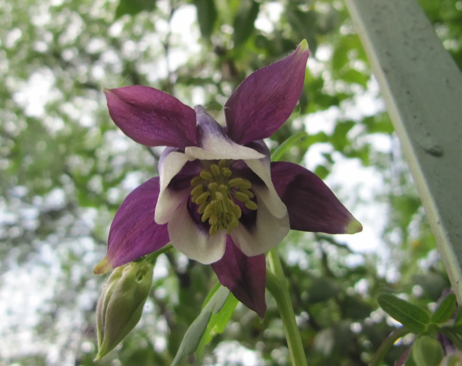 Common Columbine, European Columbin (Aquilegia Vulgaris) — often with a delightful gradient or dual-toned appearance