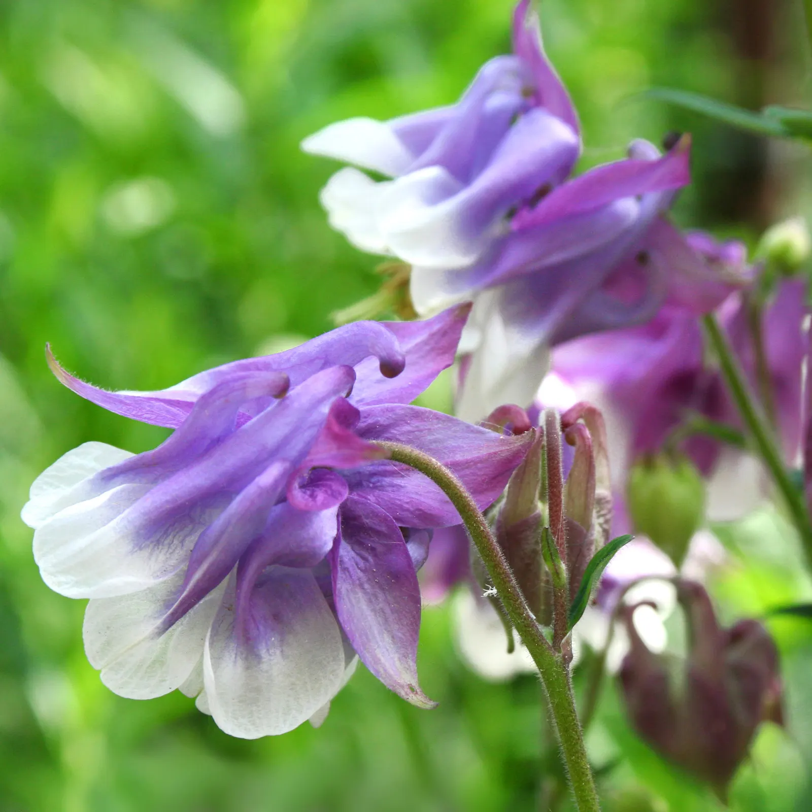 Common Columbine, European Columbin (Aquilegia Vulgaris) — attracts pollinators like bees