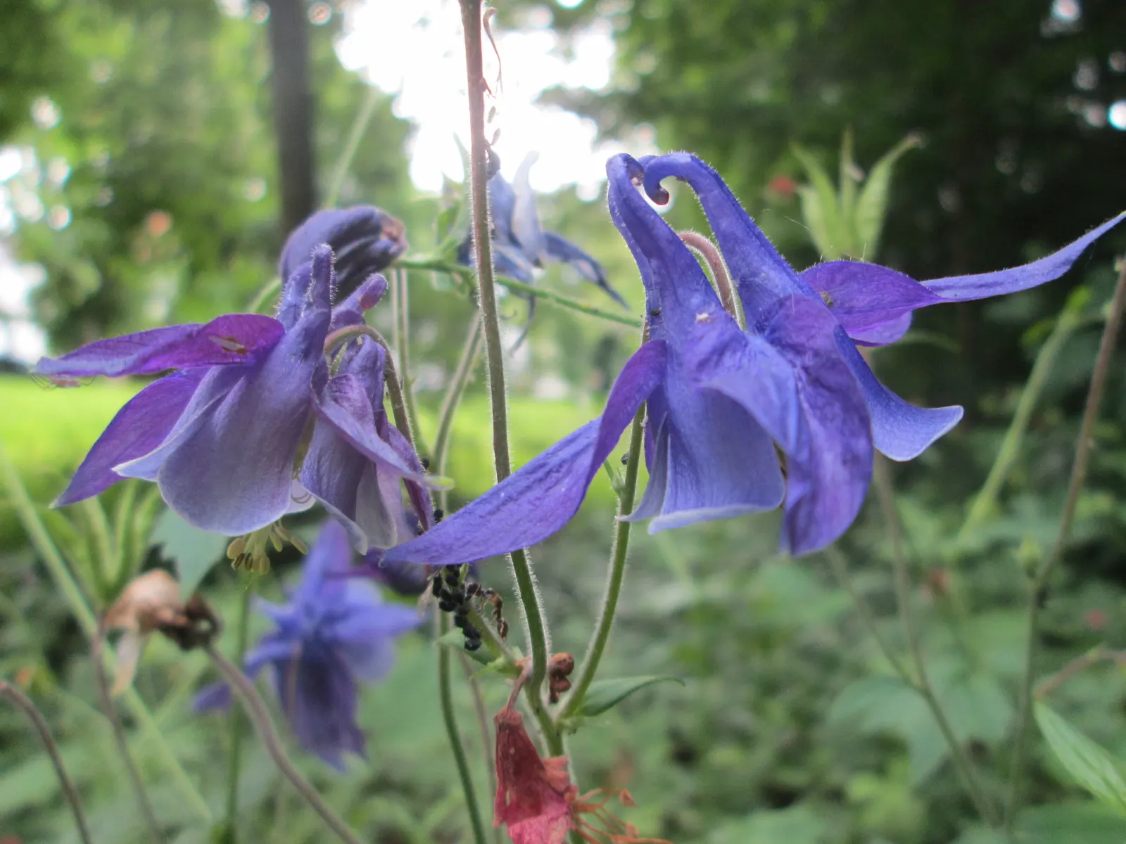 Common Columbine, European Columbin (Aquilegia Vulgaris) — possessing an alluring bonnet shape with spurred petals