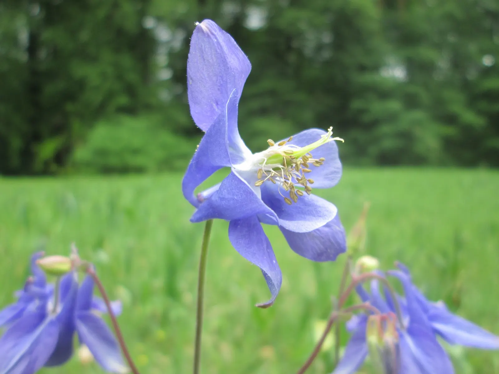 Common Columbine, European Columbin (Aquilegia Vulgaris) — Remember to advise clients about the self-seeding nature of the plant