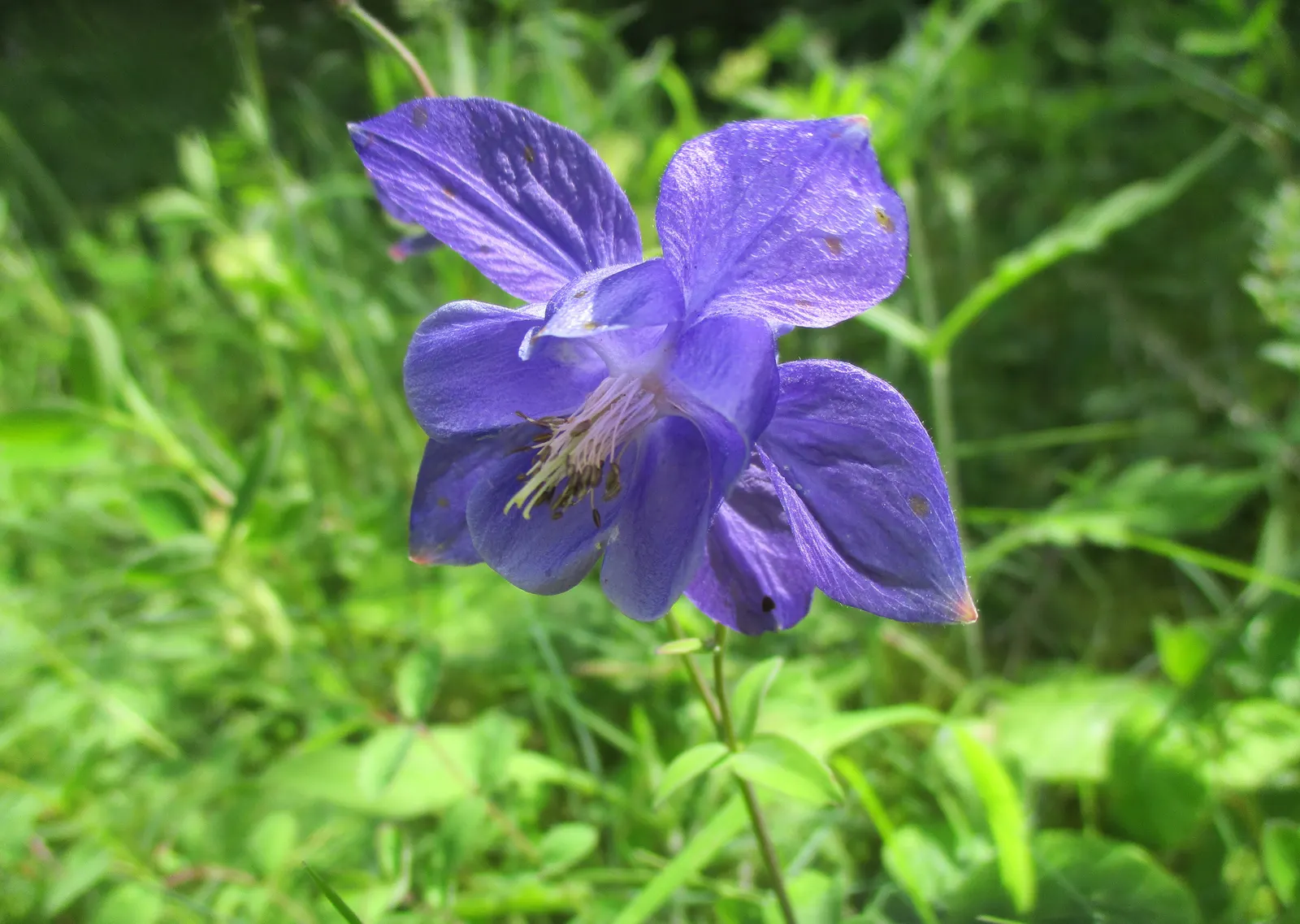 Common Columbine, European Columbin (Aquilegia Vulgaris) — nodding blooms in various hues