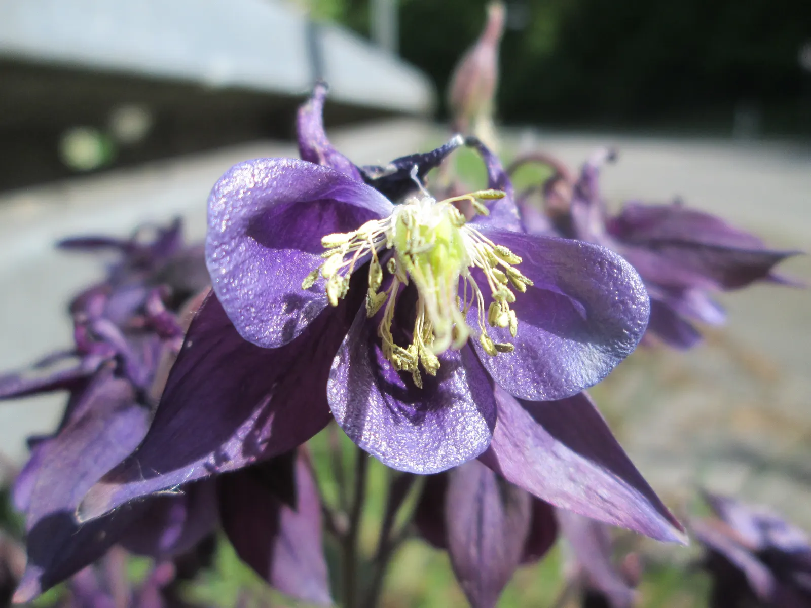Common Columbine, European Columbin (Aquilegia Vulgaris) — the inclusion of these enchanting flowers adds a cottage garden feel