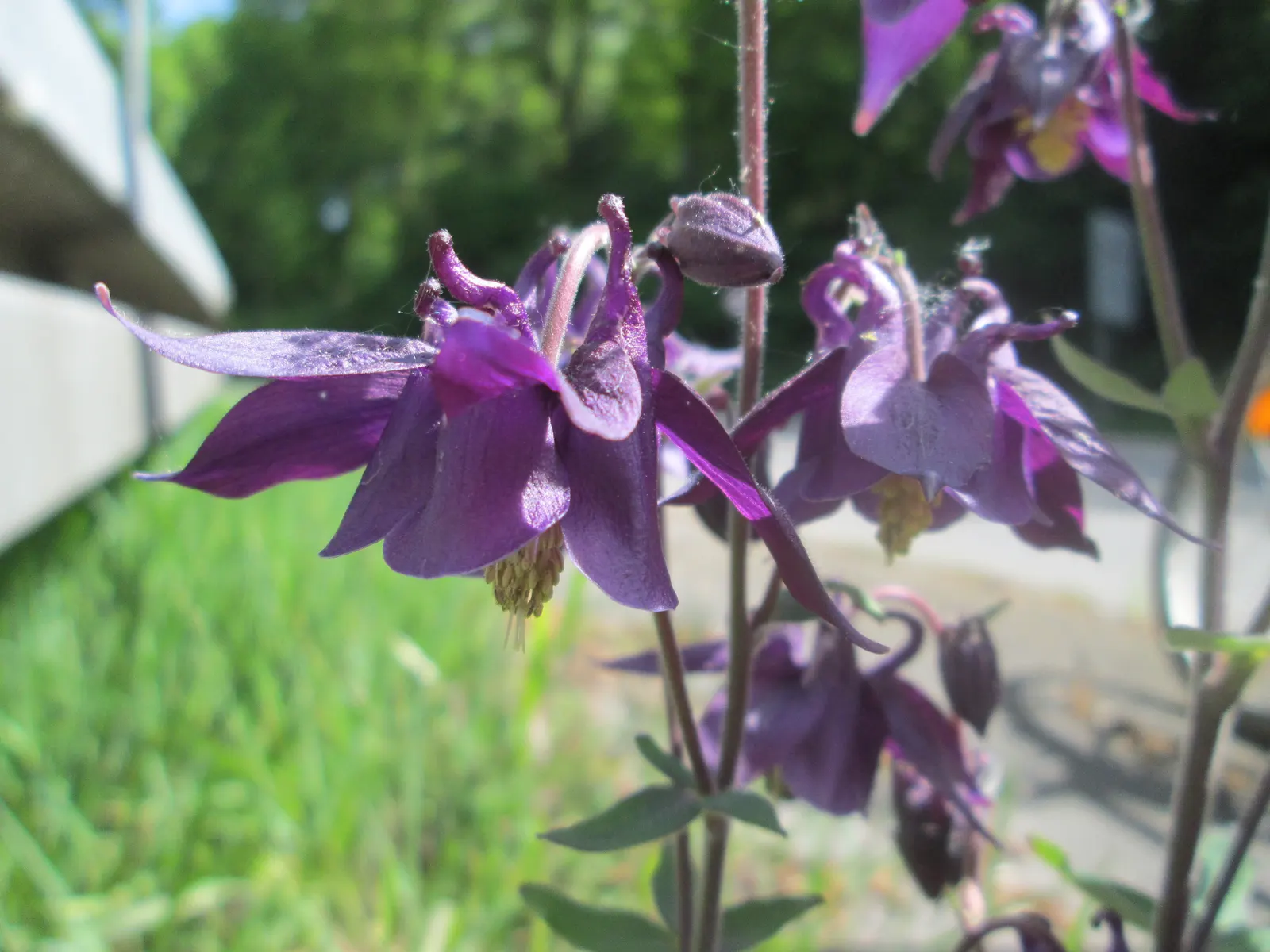 Common Columbine, European Columbin (Aquilegia Vulgaris) — perennial with blue blooms