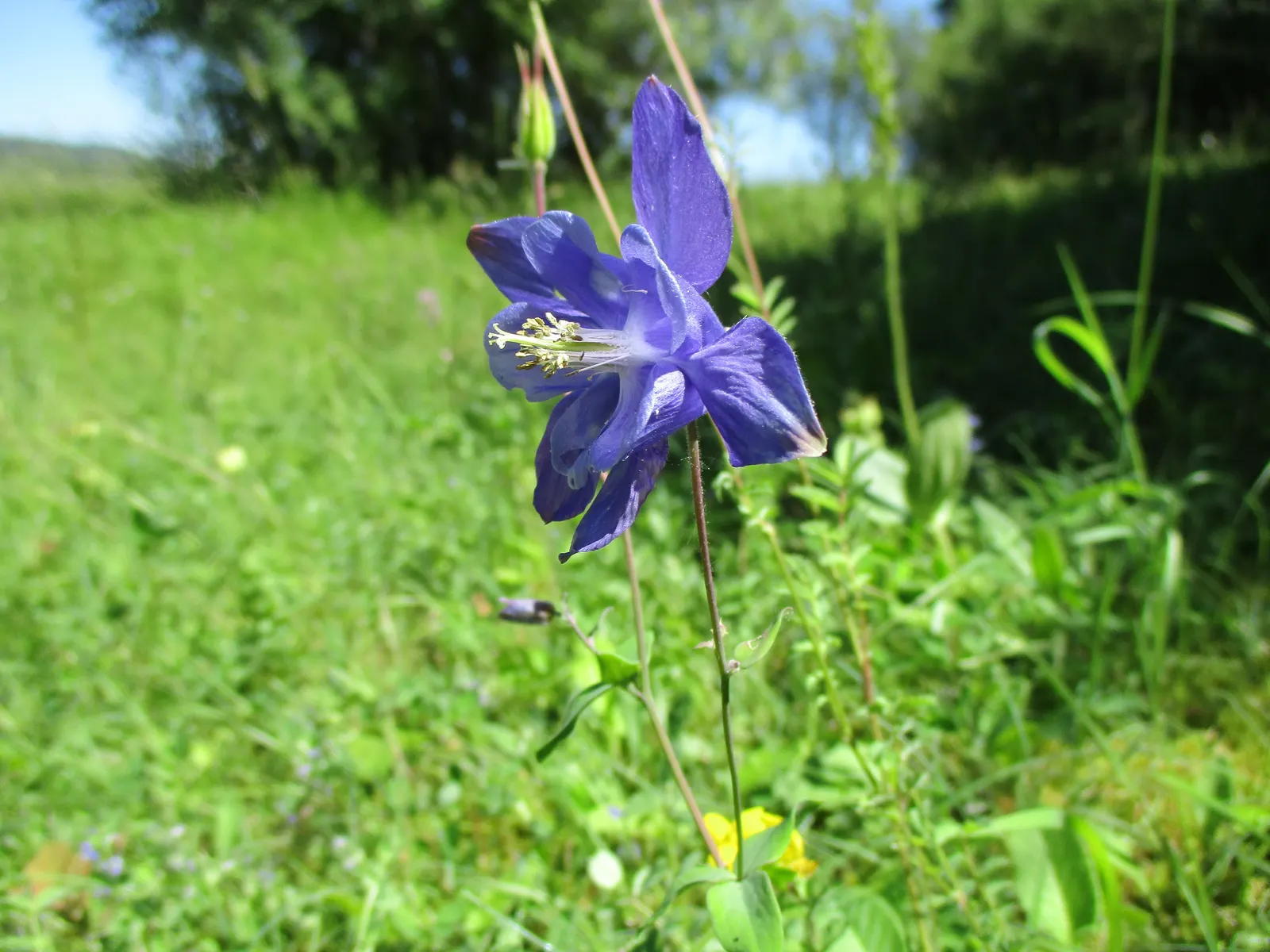 Common Columbine, European Columbin (Aquilegia Vulgaris) — While tolerant of a range of soil types