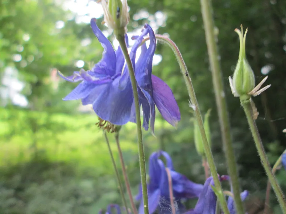Common Columbine, European Columbin (Aquilegia Vulgaris) — Boasting blooms in late spring to early summer