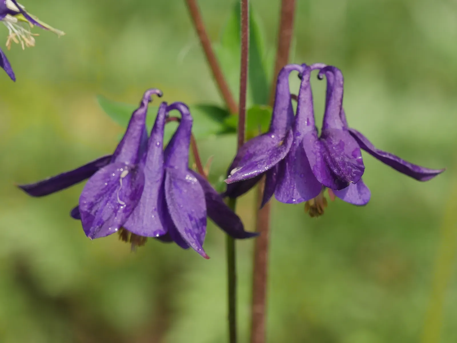 Common Columbine, European Columbin (Aquilegia Vulgaris) — Their nodding posture on slender