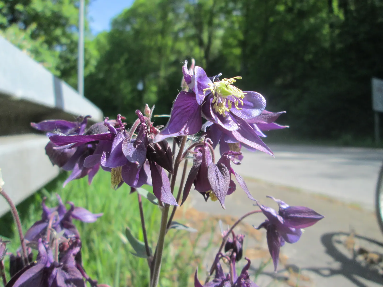 Common Columbine, European Columbin (Aquilegia Vulgaris) — branching stems adds a whimsical touch