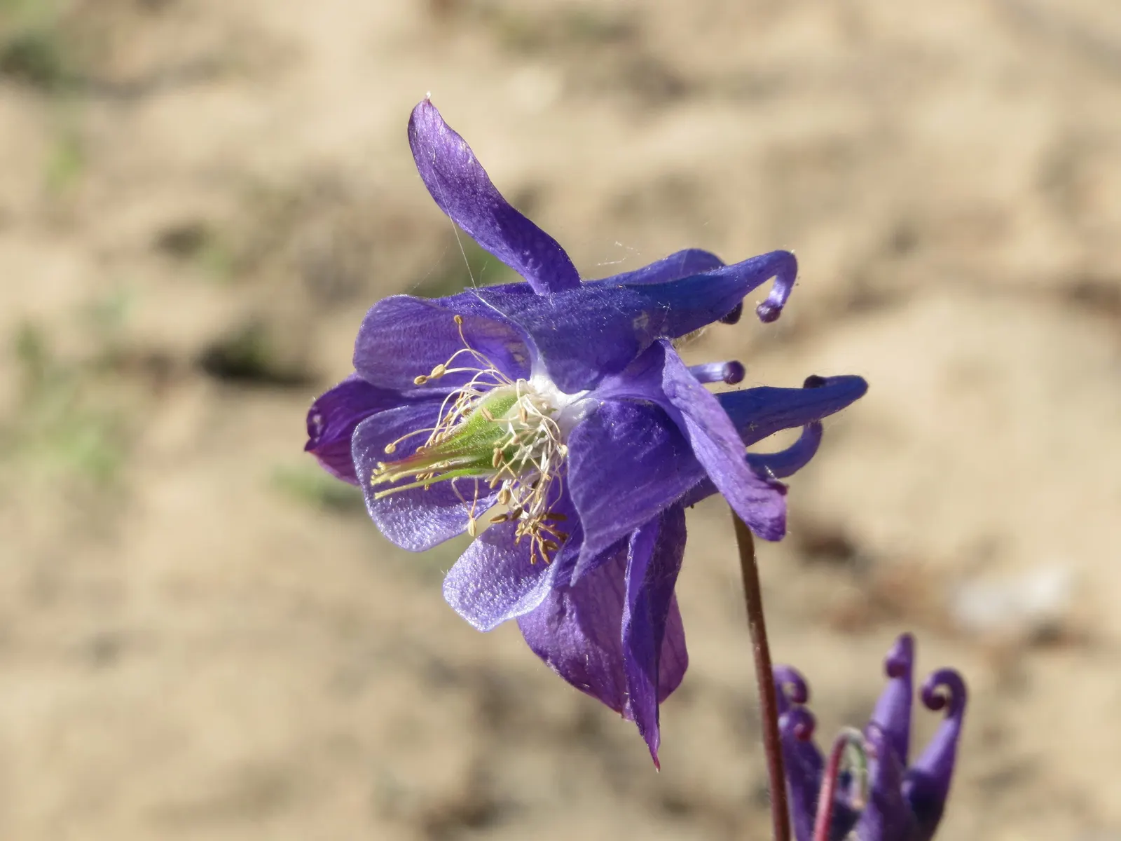 Common Columbine, European Columbin (Aquilegia Vulgaris) — Ideal in partial shade, they reach 1.5-3 feet tall and spread up to 1.5 feet; while tolerant of a