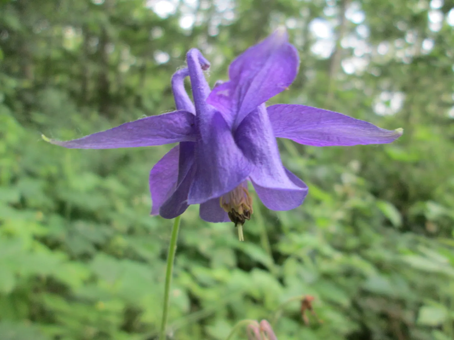Common Columbine, European Columbin (Aquilegia Vulgaris) — is a charming herbaceous perennial that can invigorate a garden space with its distinctive flowers