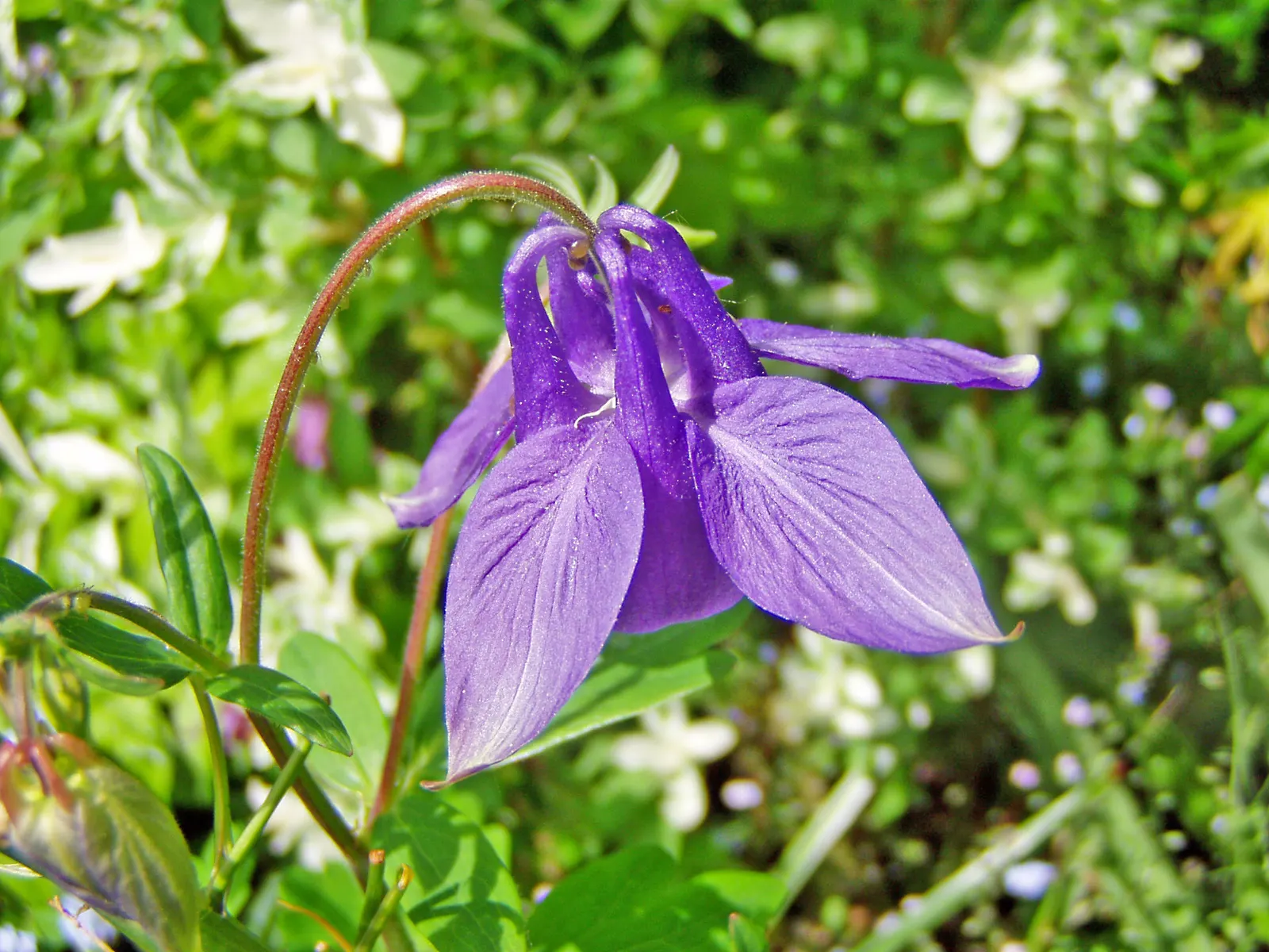 Common Columbine, European Columbin (Aquilegia Vulgaris) — which can be harnessed for naturalizing gardens or controlled to maintain a more structured design