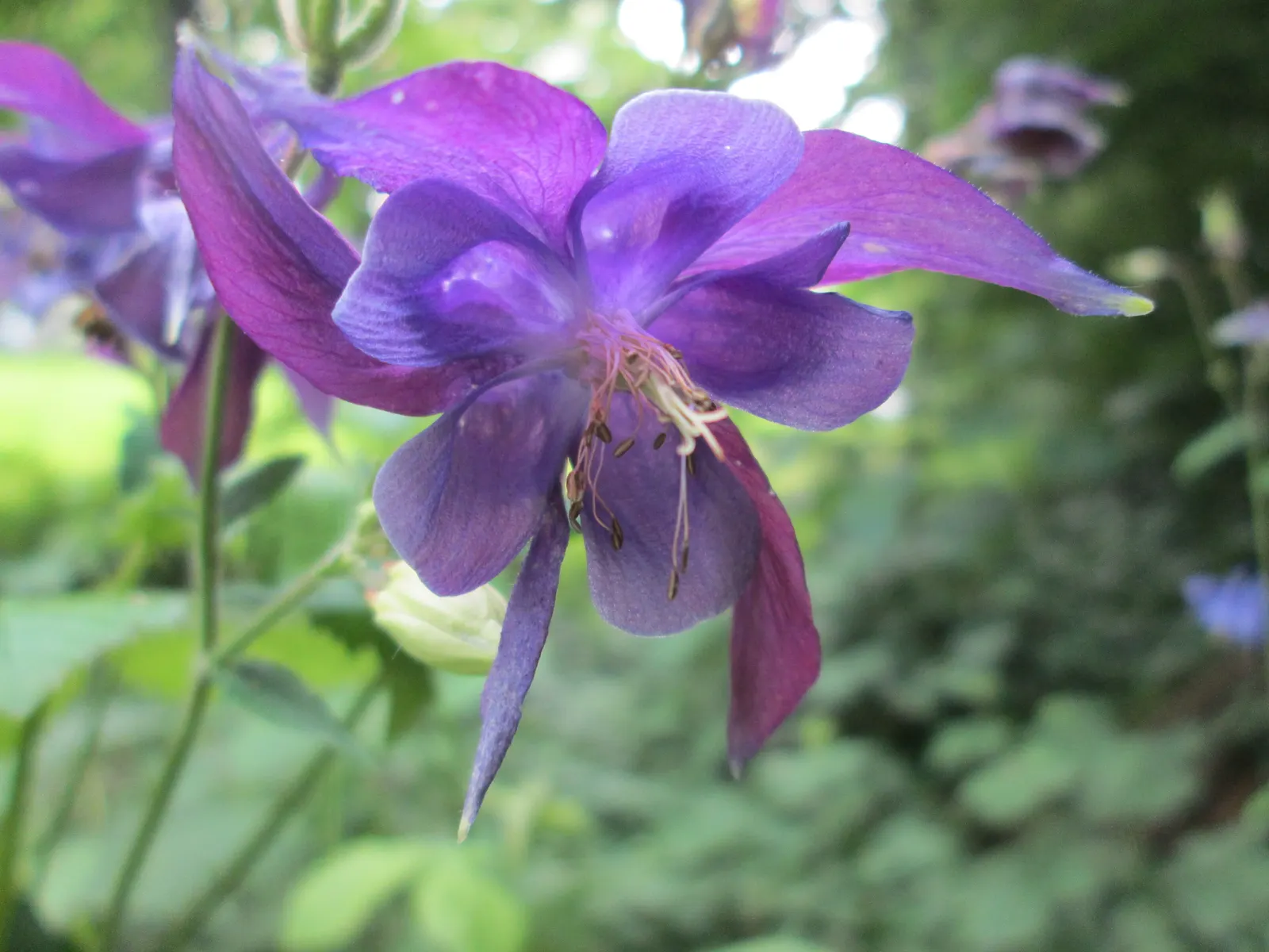 Common Columbine, European Columbin (Aquilegia Vulgaris) — Blooms appear in late spring to early summer, attracting pollinators