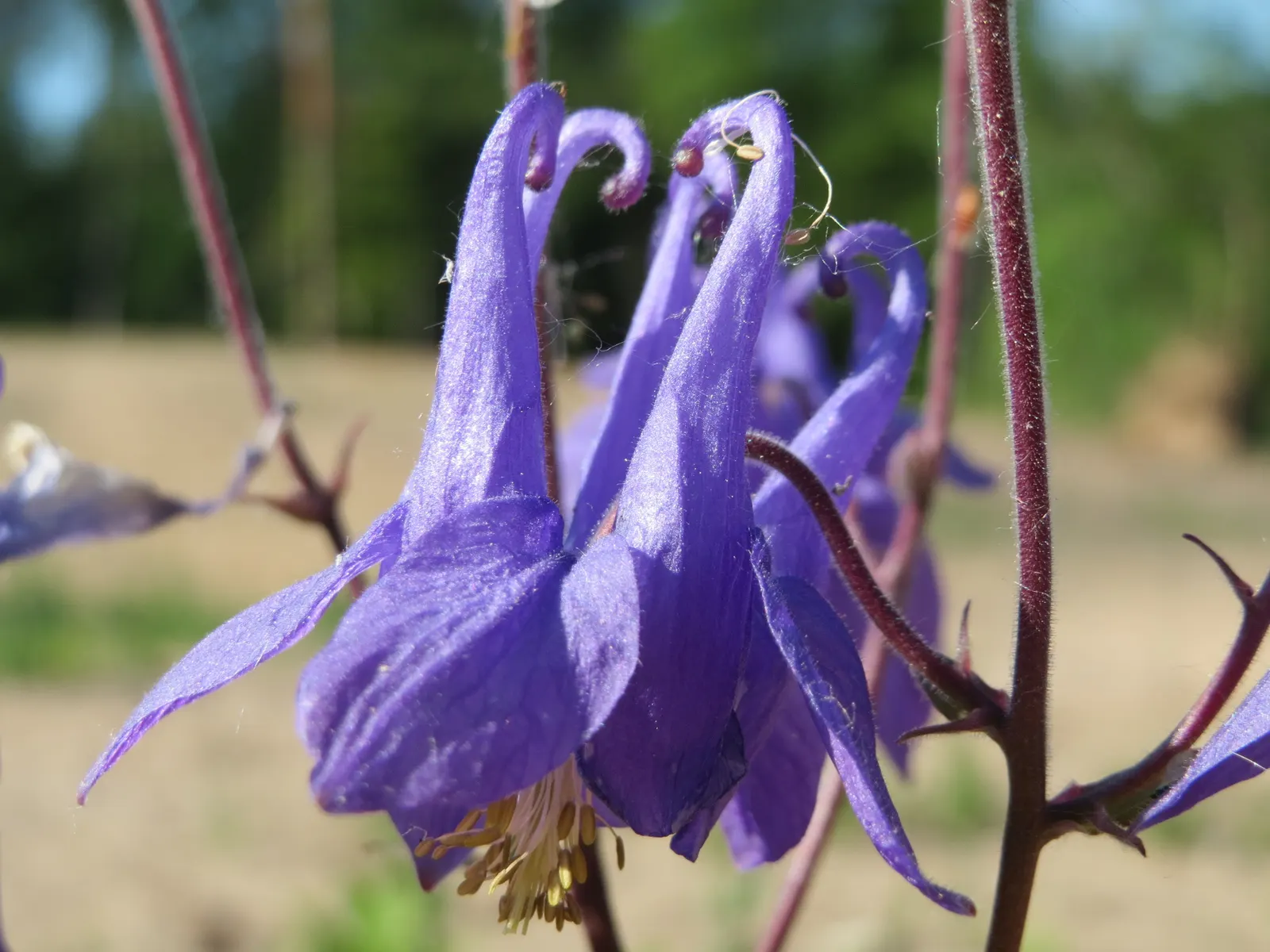 Common Columbine, European Columbin (Aquilegia Vulgaris) — Hardy in zones 3-8, it thrives in moist, well-drained soil