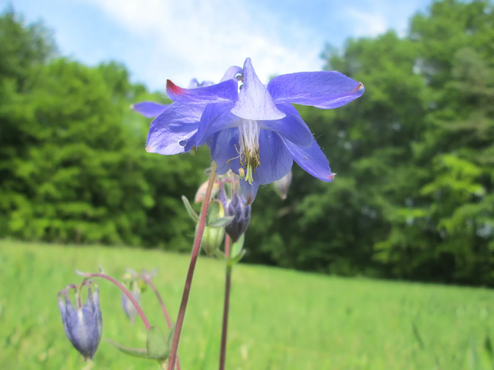 Common Columbine, European Columbin (Aquilegia Vulgaris) — nodding blooms in various hues; blooms appear in late spring to early summer, attracting pollinators