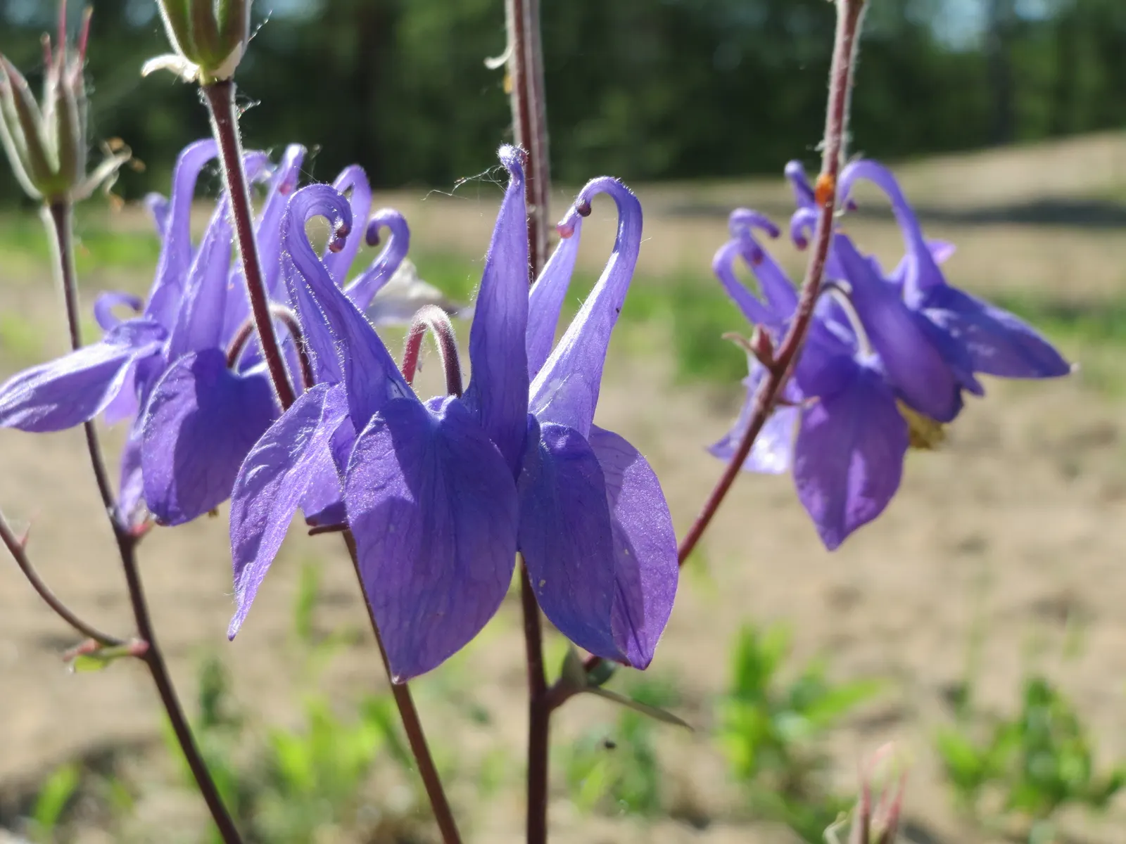 Common Columbine, European Columbin (Aquilegia Vulgaris) — Its blue-green foliage is multi-lobed, adding a textural backdrop in borders; possessing an alluring