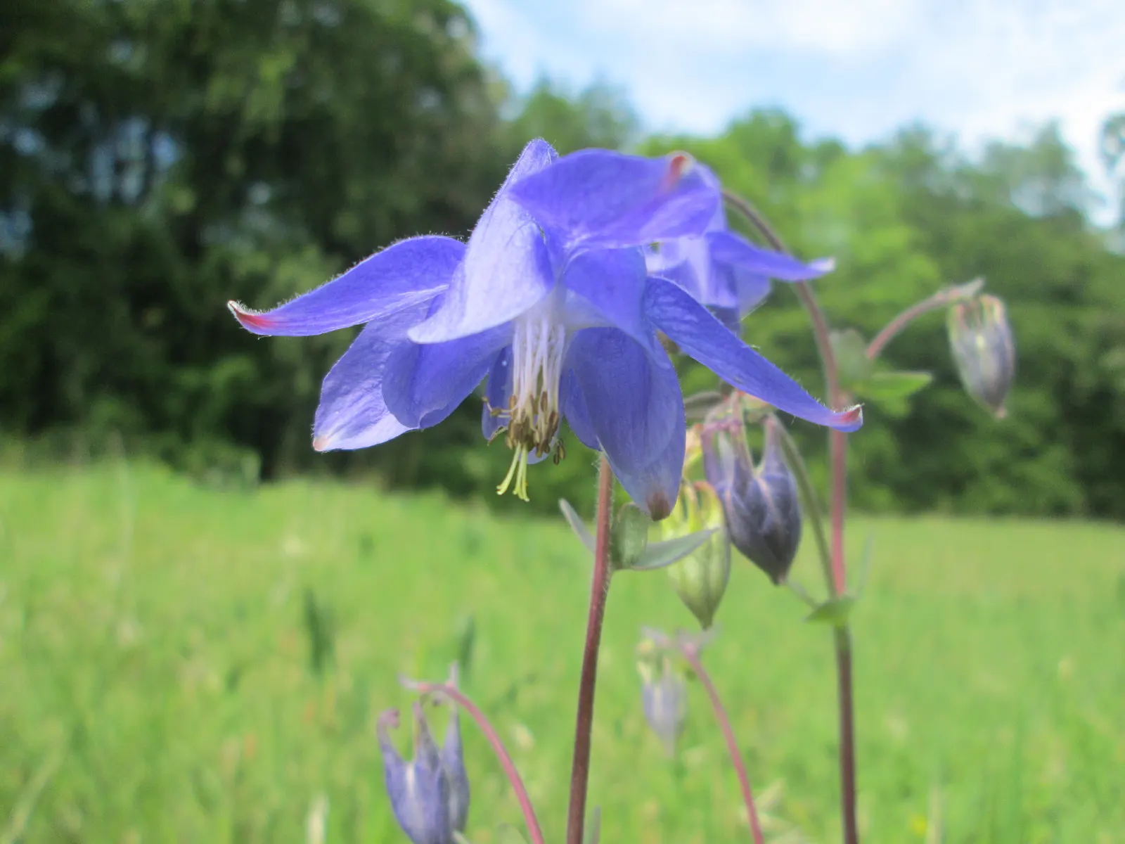 Common Columbine, European Columbin (Aquilegia Vulgaris) — from light sandy to heavy clay