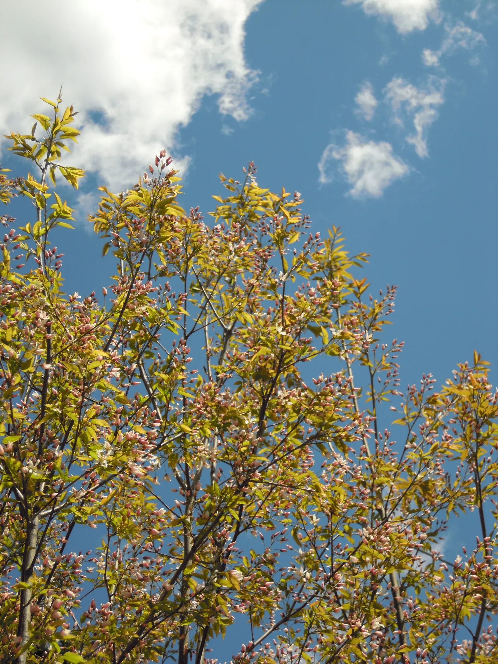 Robin Hill Serviceberry (Amelanchier X Grandiflora 'Robin Hill') — The Robin Hill Serviceberry (Amelanchier x grandiflora 'Robin Hill') is a versatile