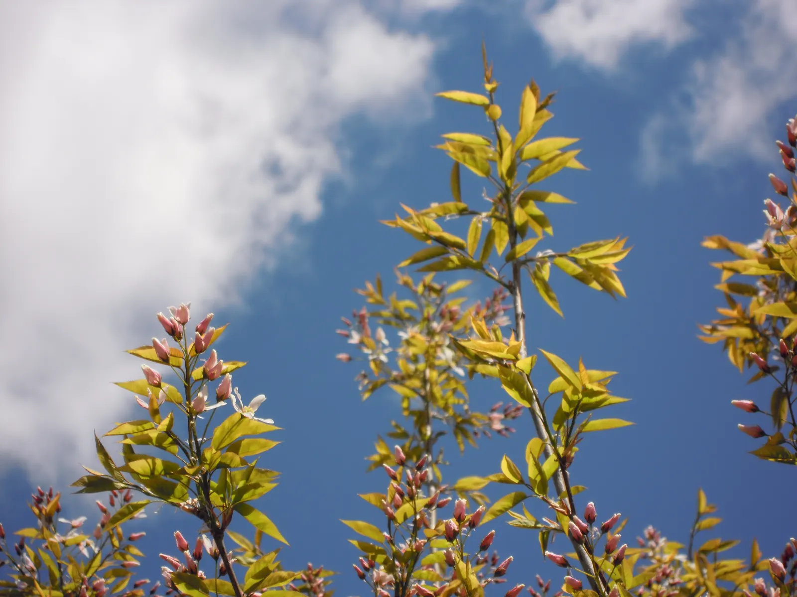 Robin Hill Serviceberry (Amelanchier X Grandiflora 'Robin Hill') — ornamental tree maturing around 15-25 feet tall and 15-20 feet wide