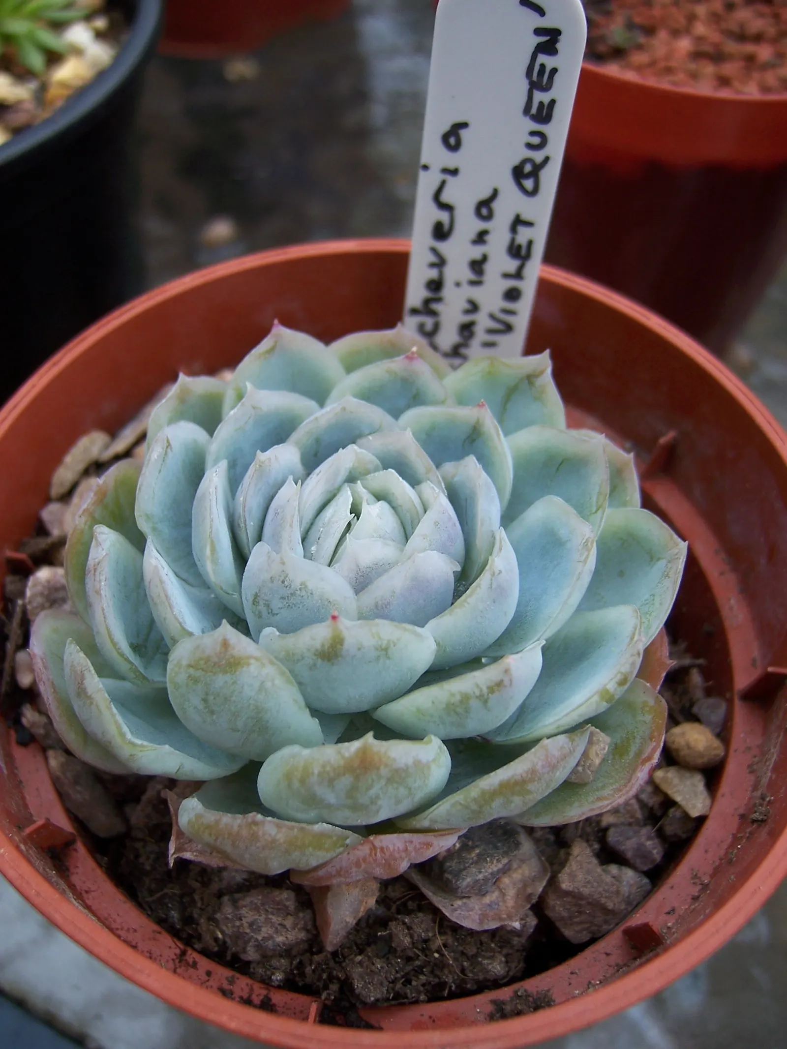 Hens And Chicks (Echeveria 'Violet Queen') — a stunning rosette-forming succulent