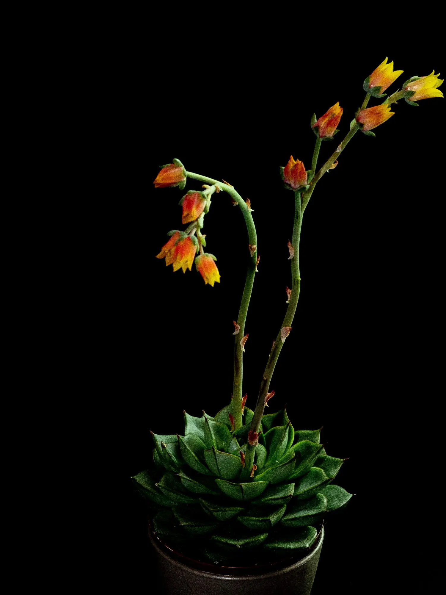 Hens And Chicks (Echeveria 'Violet Queen') — typically once every two weeks during the active growing season and even less often in winter