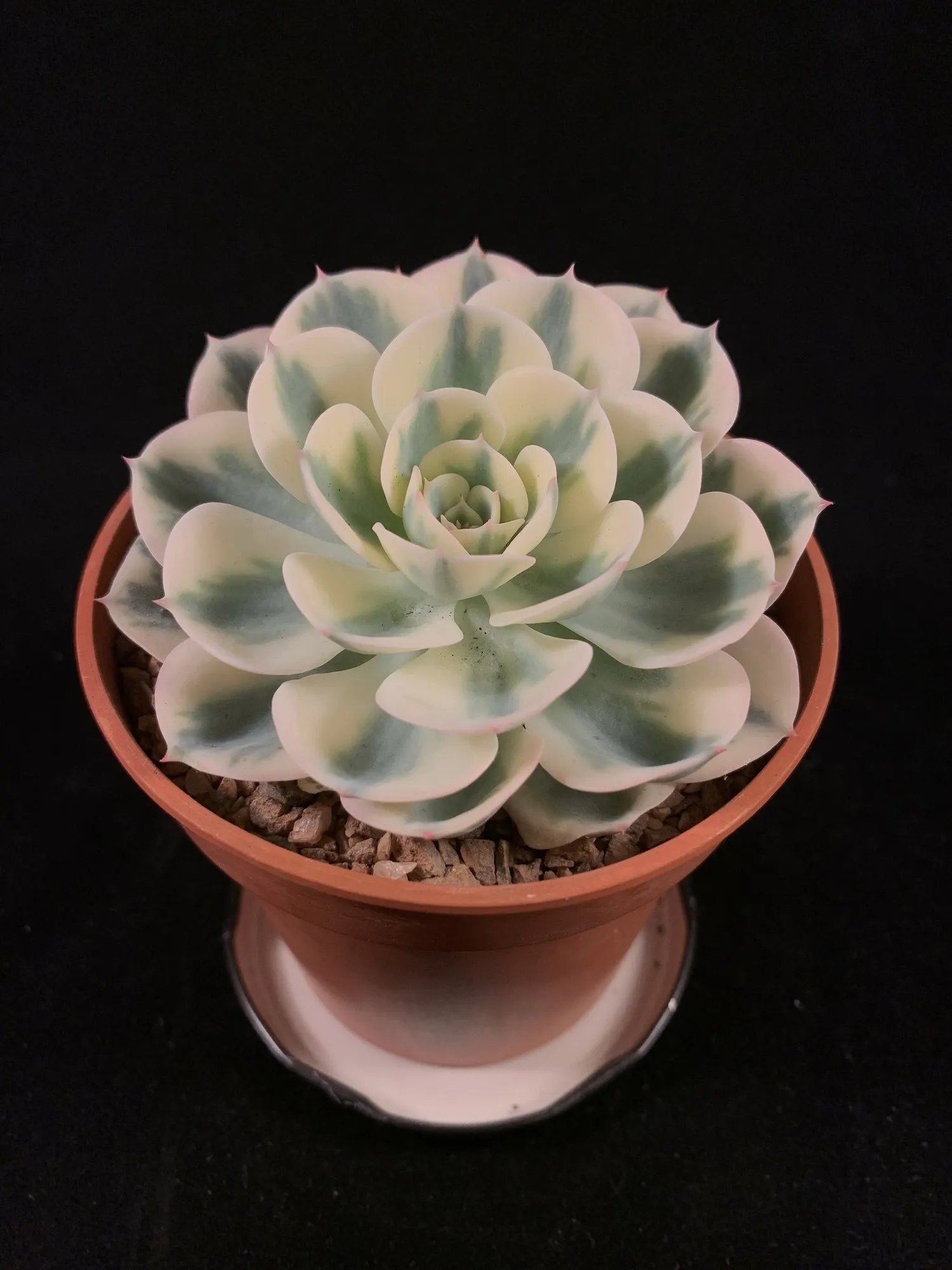 Hens And Chicks (Echeveria 'Violet Queen') — creating a picturesque cluster over time.<br><br>The Echeveria 'Violet Queen' exhibits minimal water needs