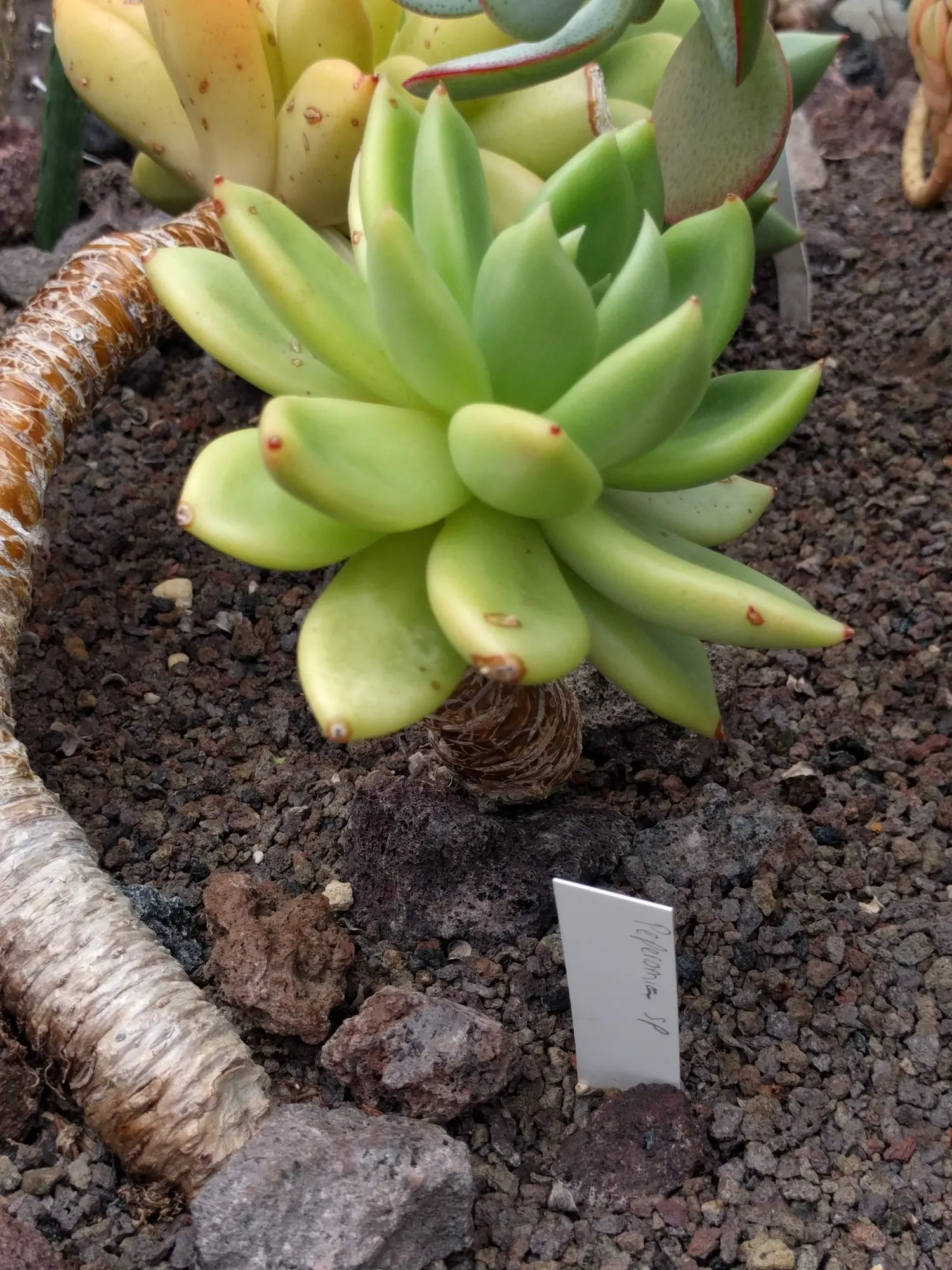 Hens And Chicks (Echeveria 'Violet Queen') — With minimal water requirements
