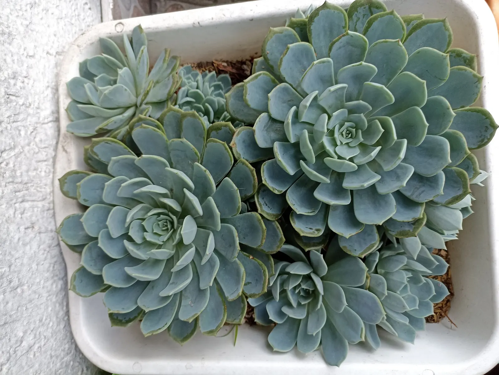 Hens And Chicks (Echeveria 'Violet Queen') — adds an alluring touch to any garden with its elegant
