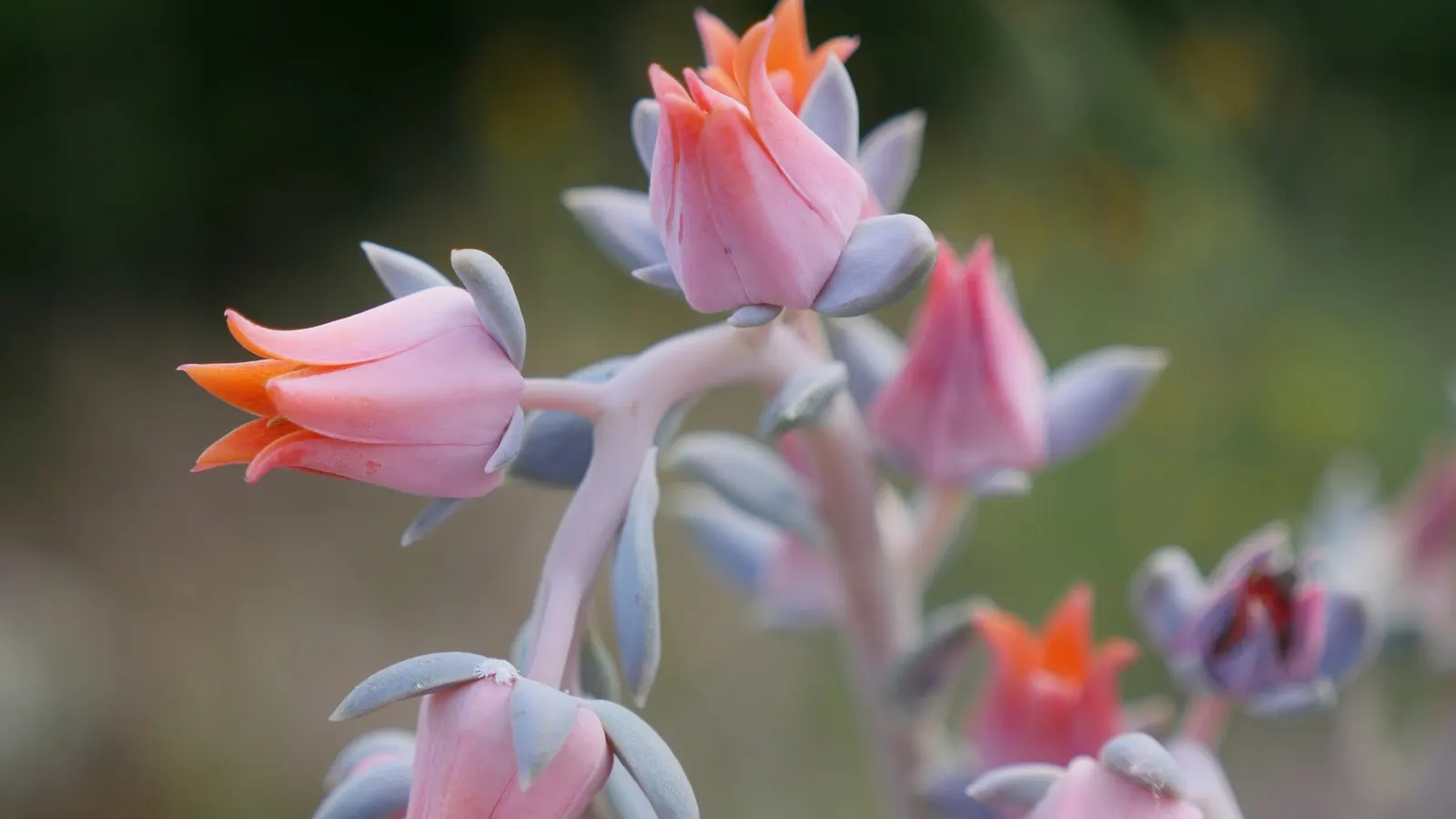 Hens And Chicks (Echeveria 'Violet Queen') — Boasting very low maintenance needs