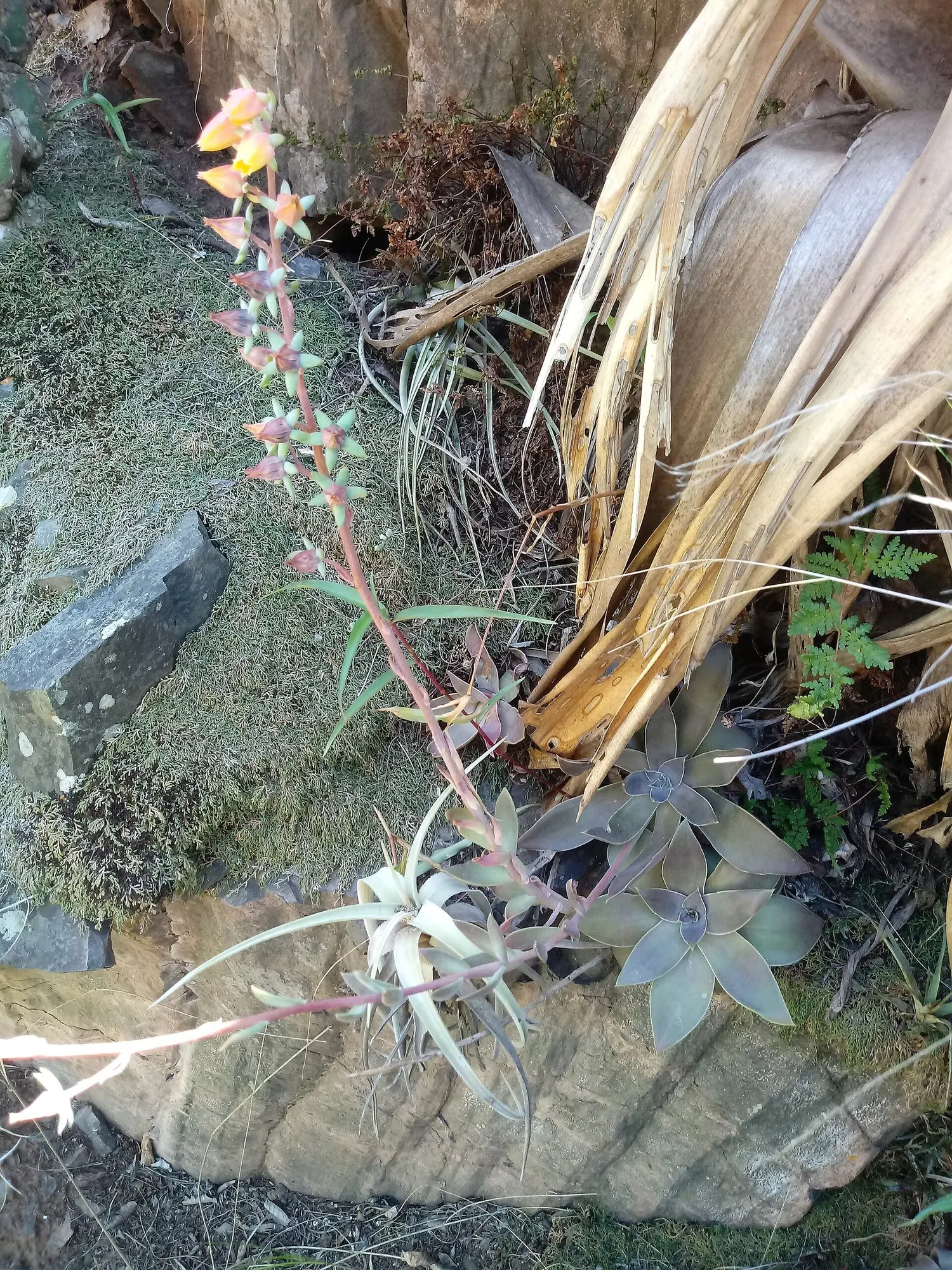 Hens And Chicks (Echeveria 'Violet Queen') — this plant thrives in USDA zones 9 to 11 and prefers well-draining soil