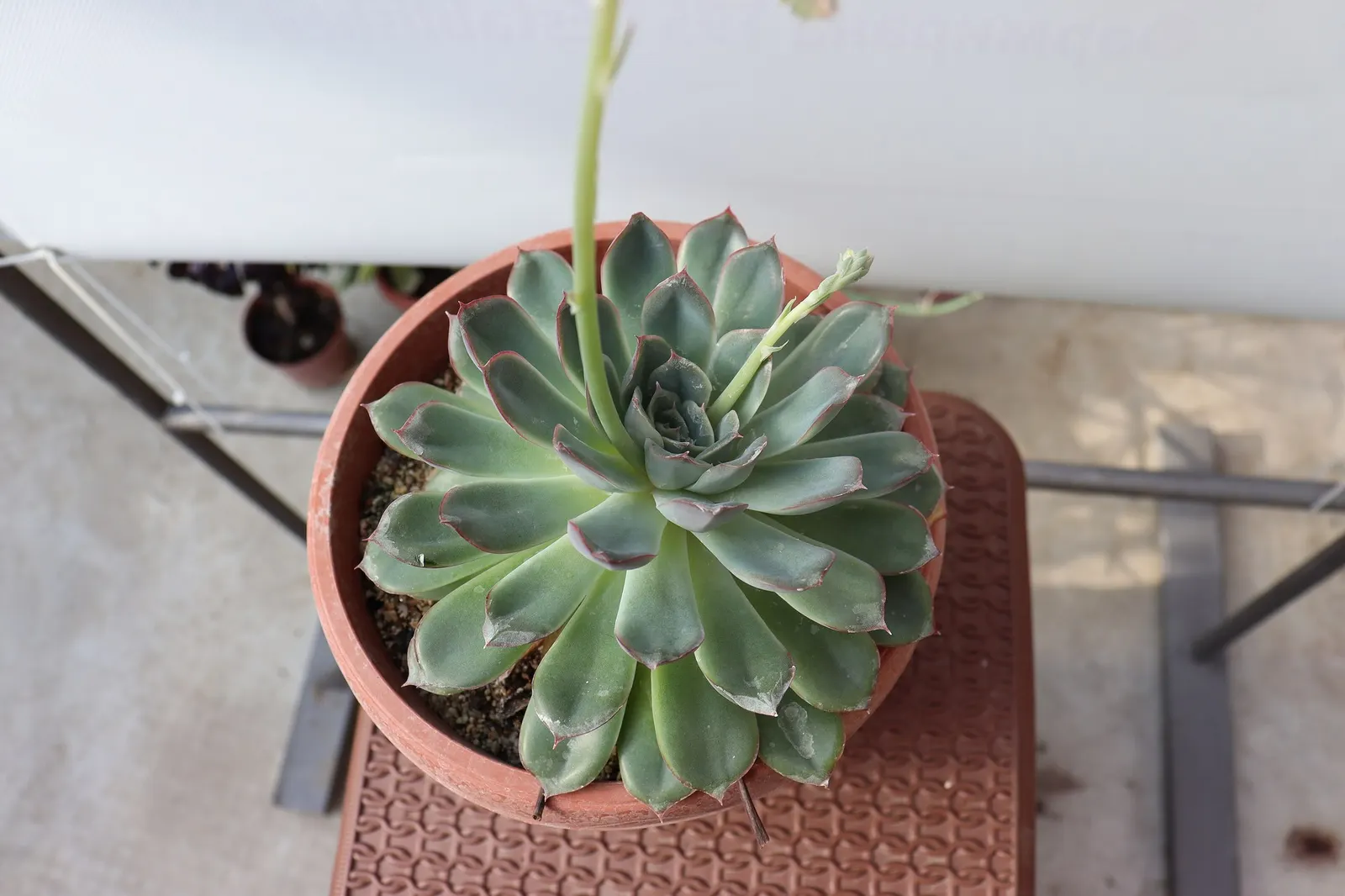 Hens And Chicks (Echeveria 'Violet Queen') — Its rosettes can reach a size of 6 to 8 inches in diameter at maturity.<br><br>Hardy and drought-tolerant