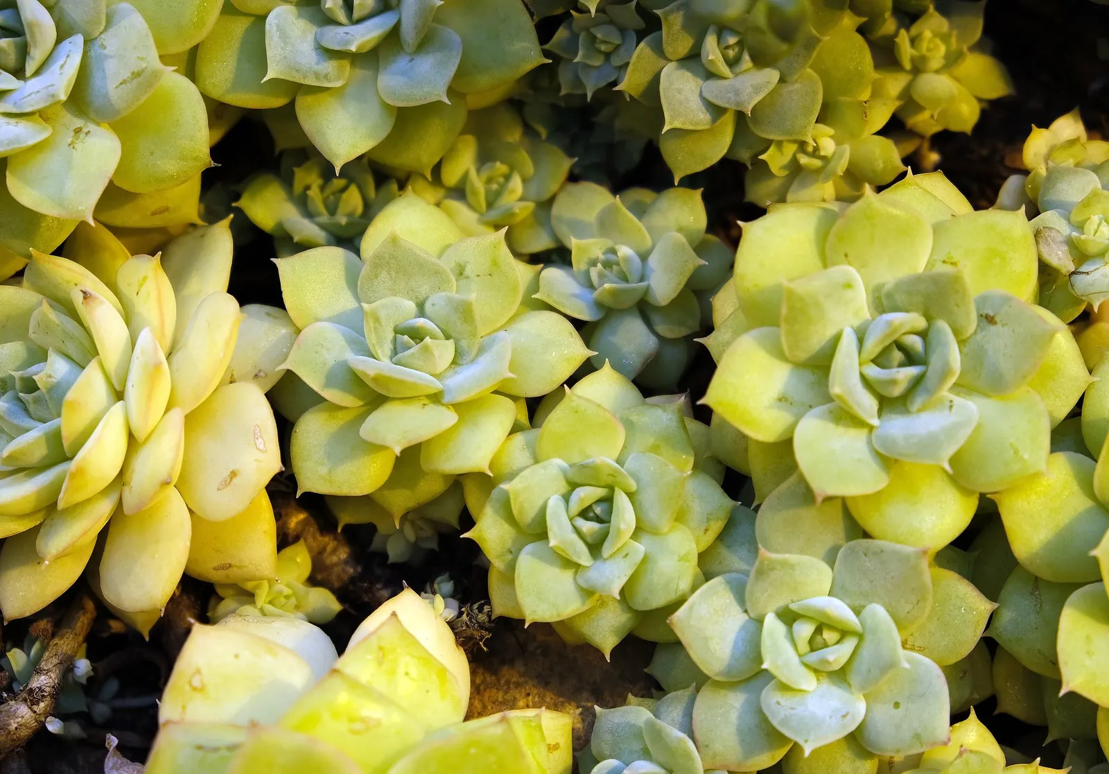 Hens And Chicks (Echeveria 'Violet Queen') — particularly when exposed to full sun and cooler temperatures