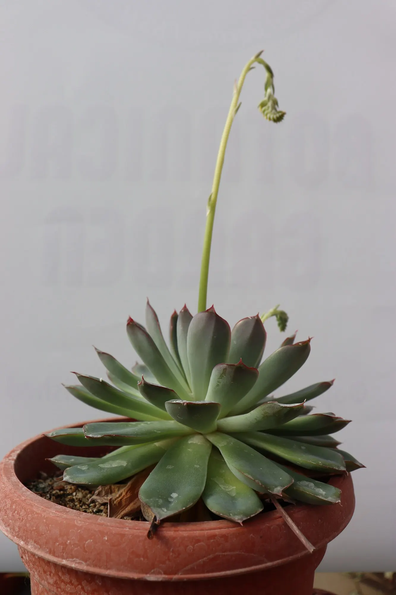 Hens And Chicks (Echeveria 'Violet Queen') — or as a charming container specimen