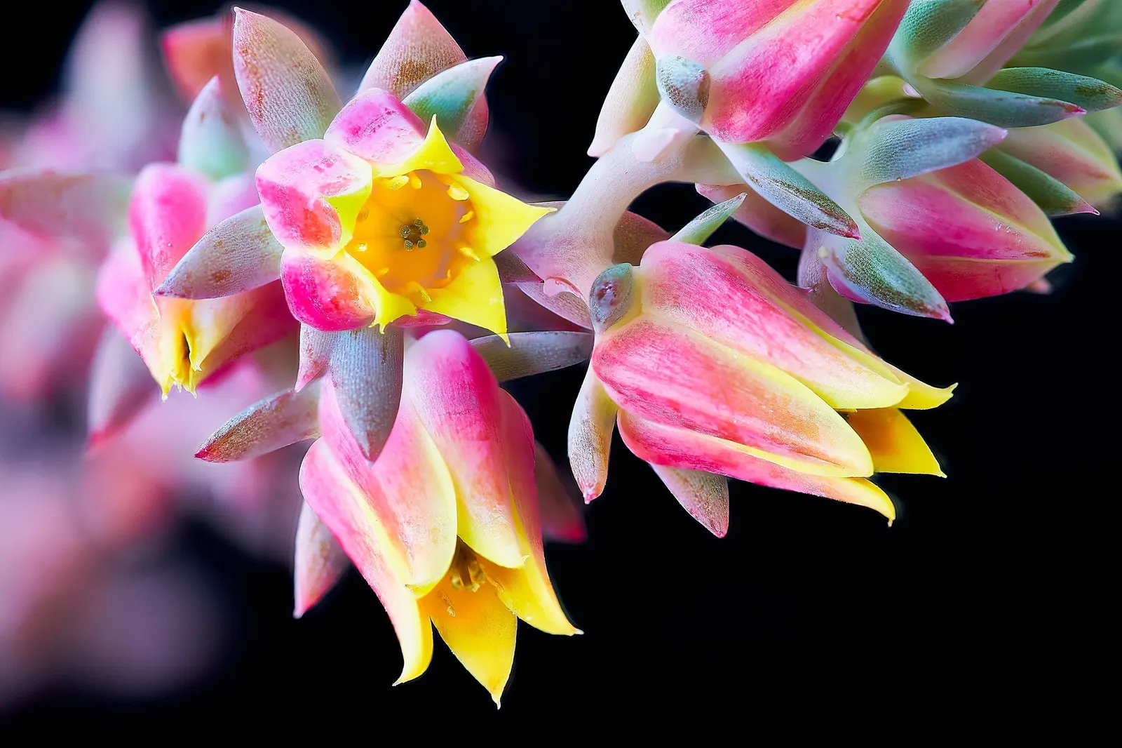 Hens And Chicks (Echeveria 'Violet Queen') — yet provide enough room to exhibit its offset-producing characteristic